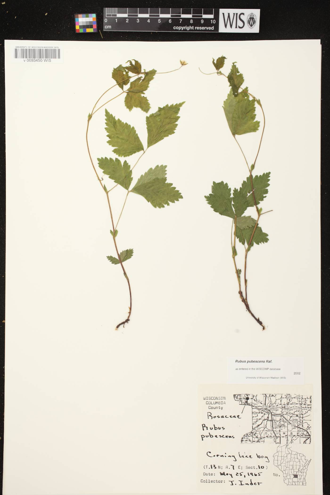 Rubus pubescens image
