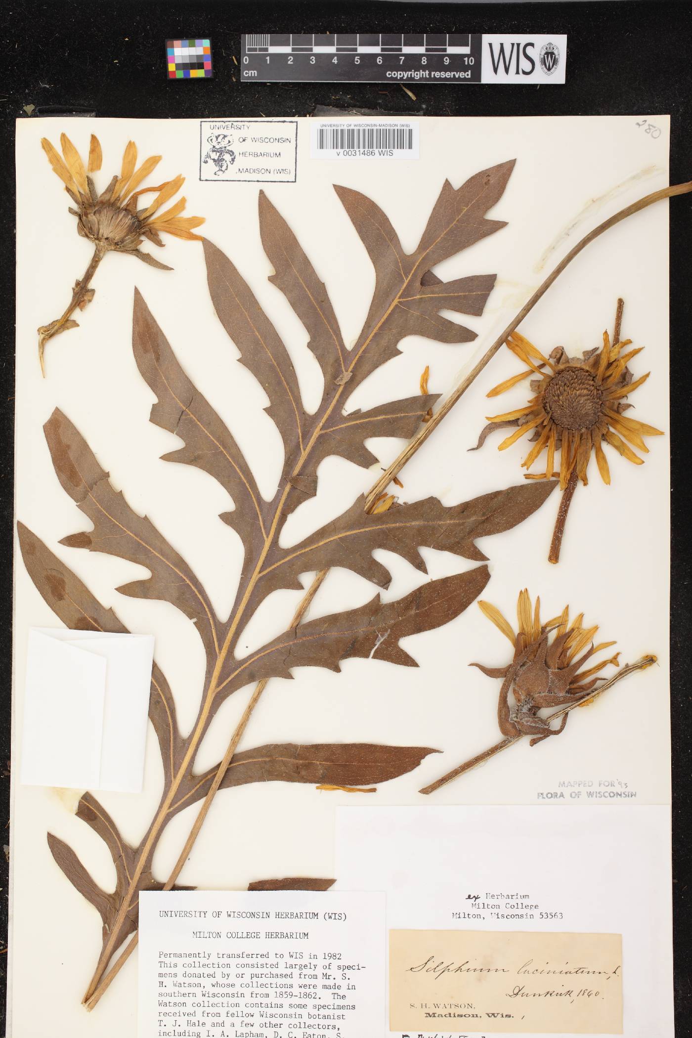 Silphium laciniatum image