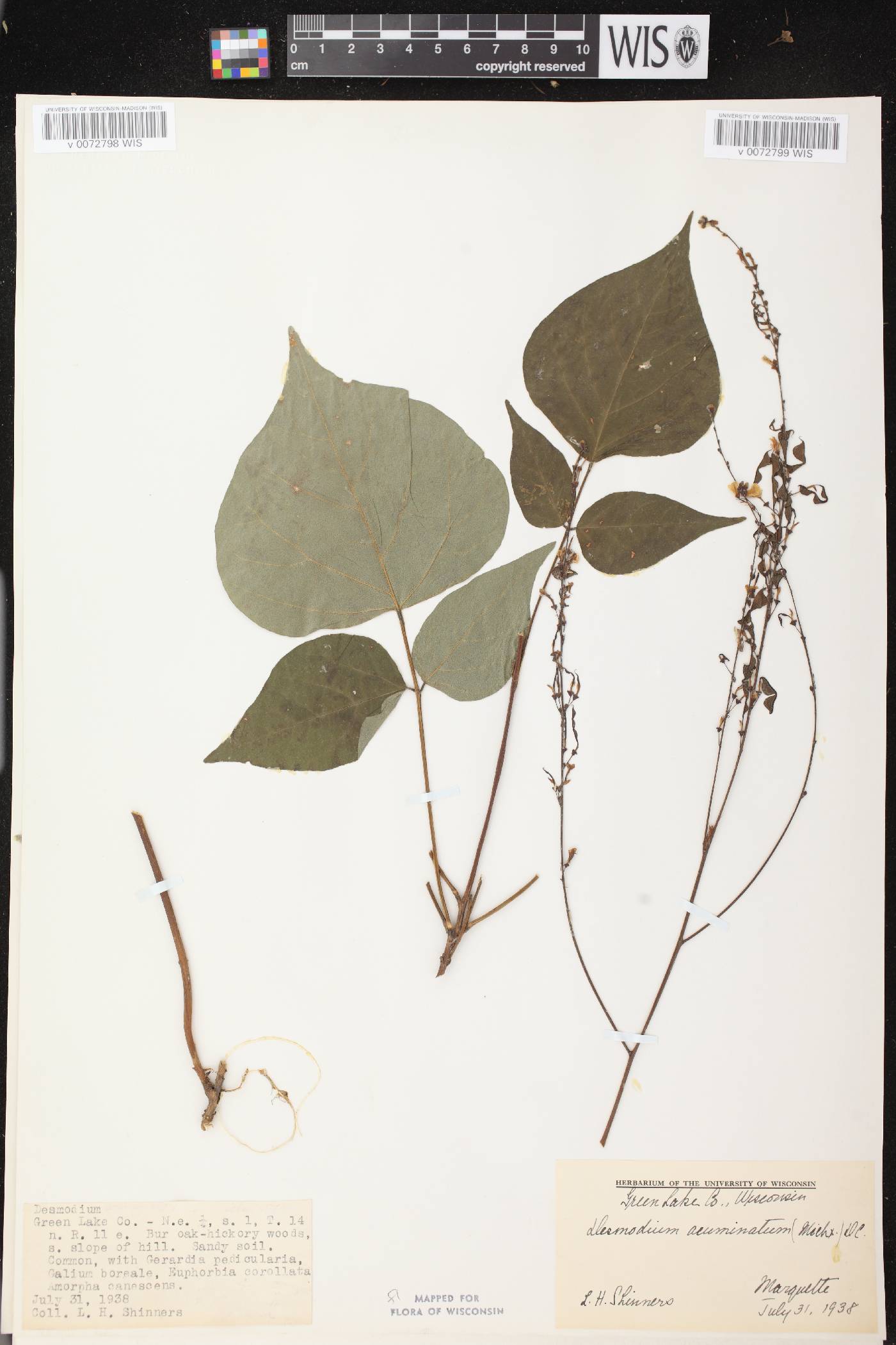 Hylodesmum glutinosum image