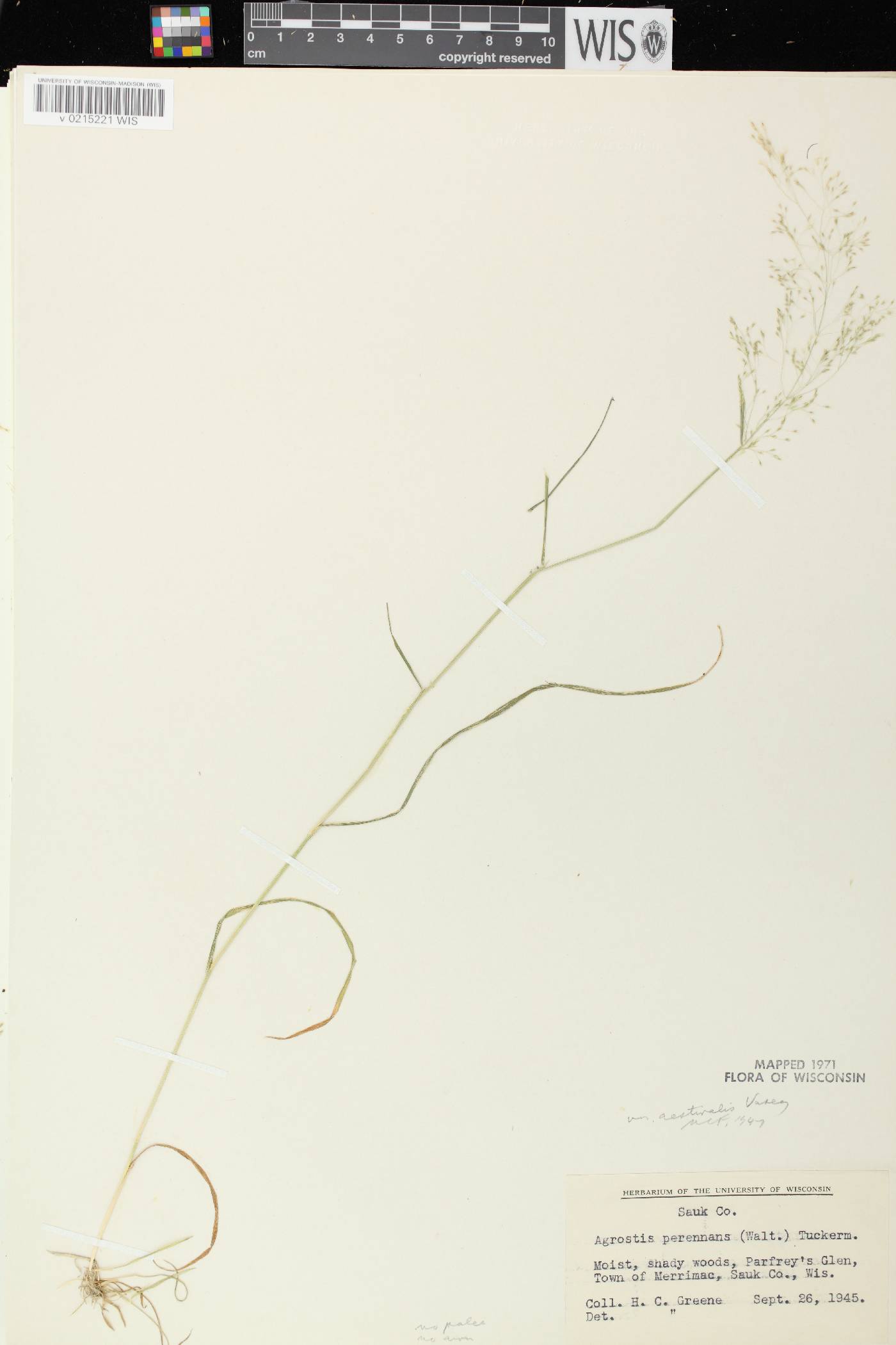 Agrostis perennans var. perennans image