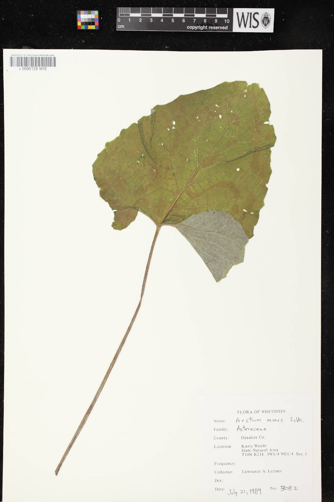 Arctium minus image
