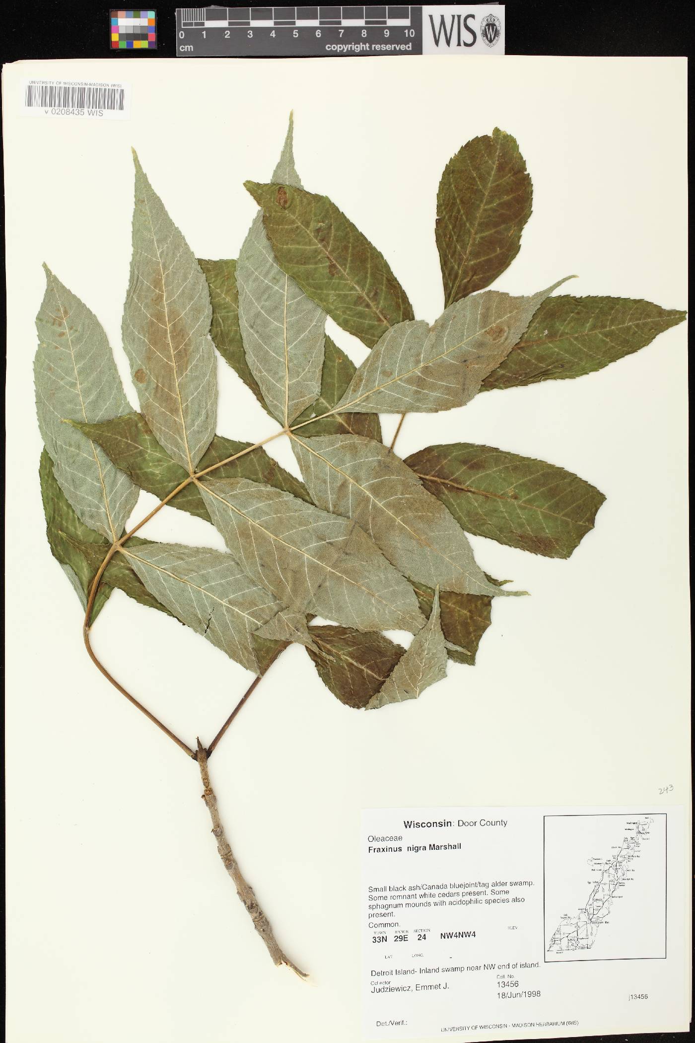 Fraxinus nigra image
