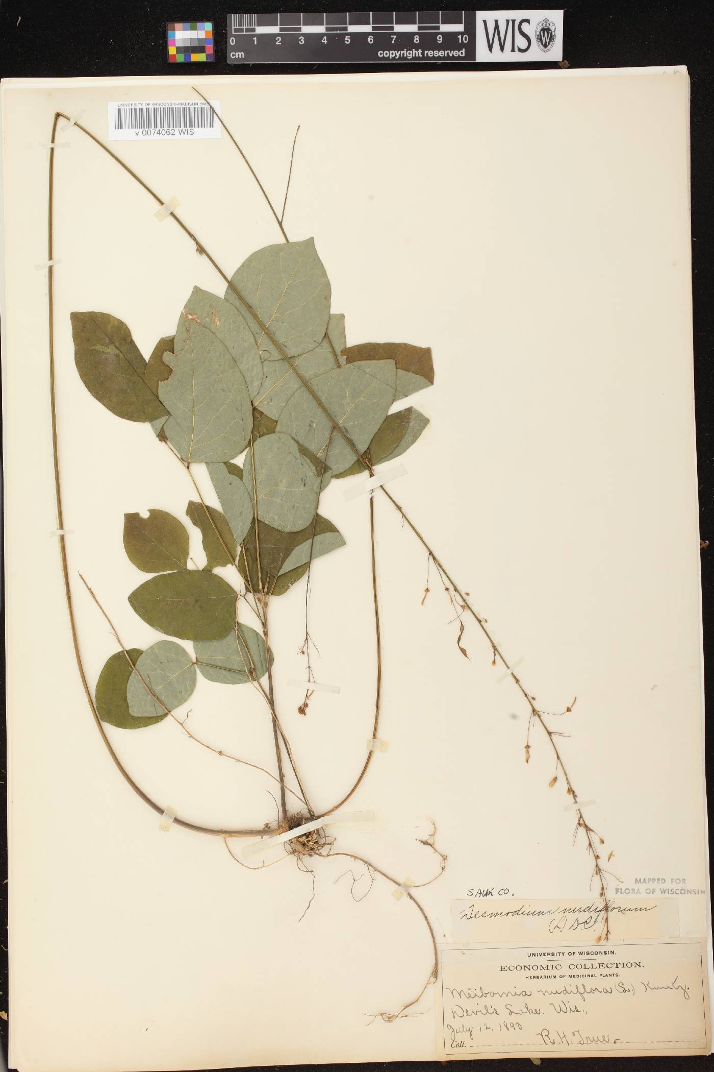 Hylodesmum nudiflorum image