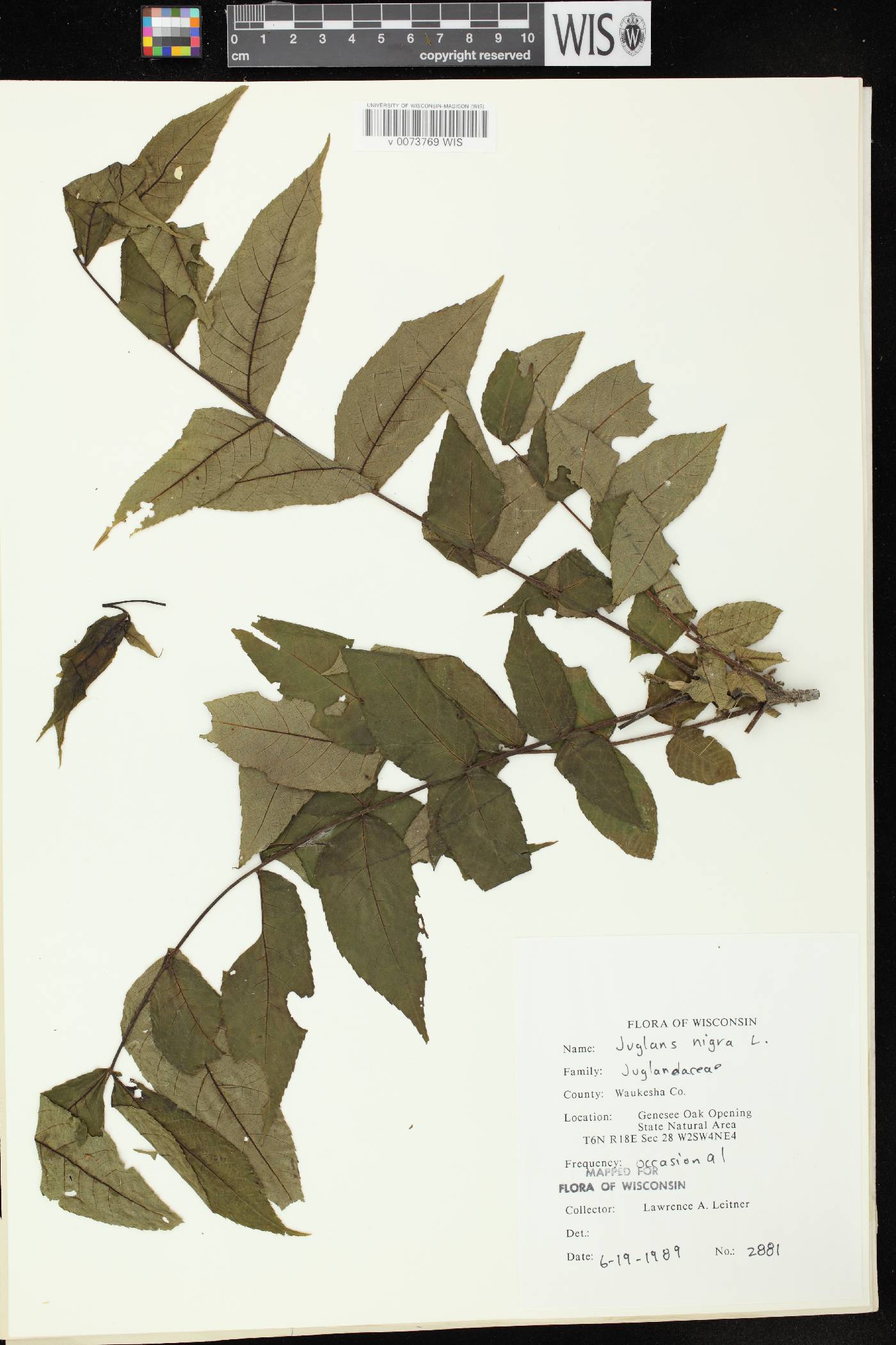 Juglans nigra image