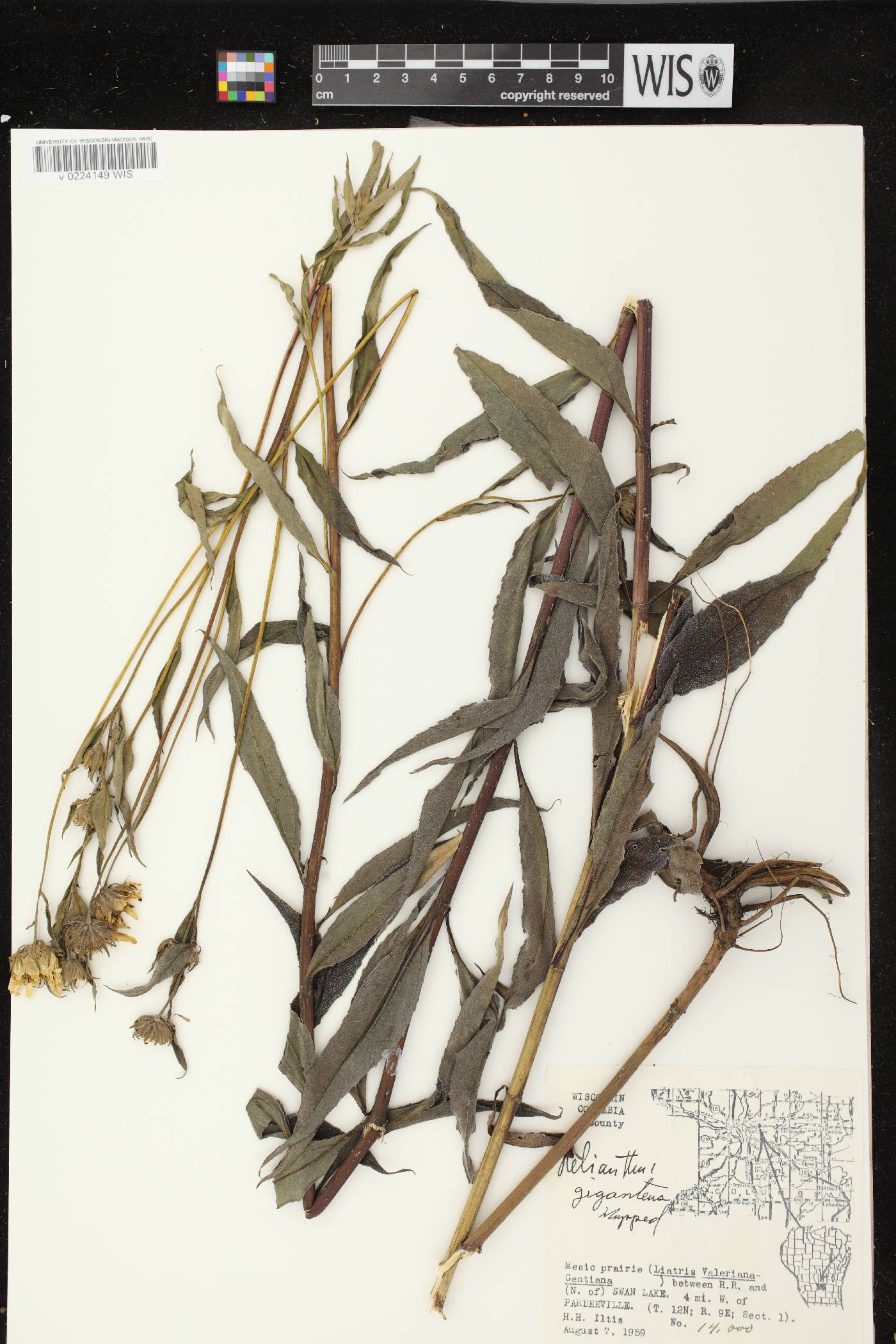 Helianthus giganteus image