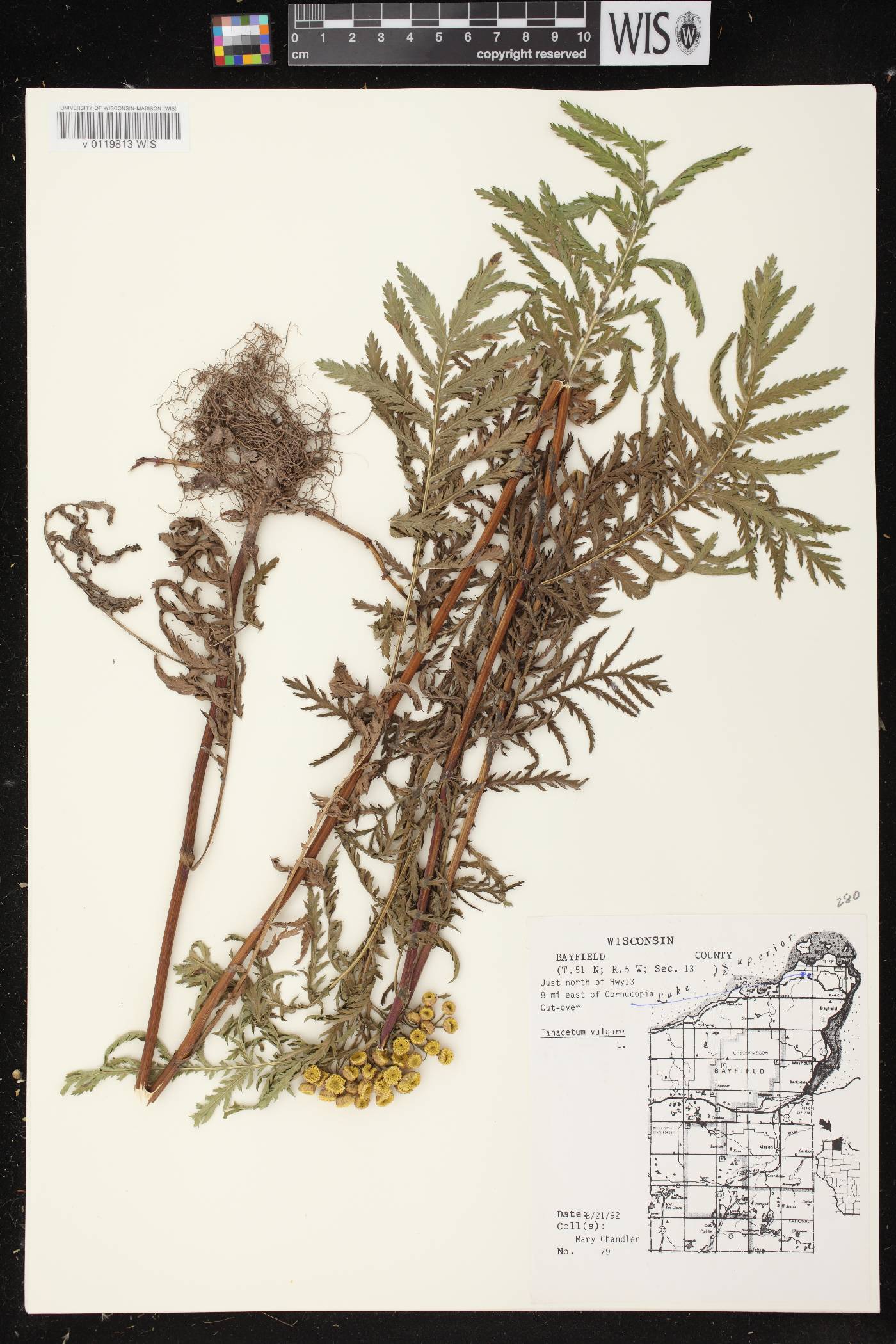 Tanacetum vulgare image