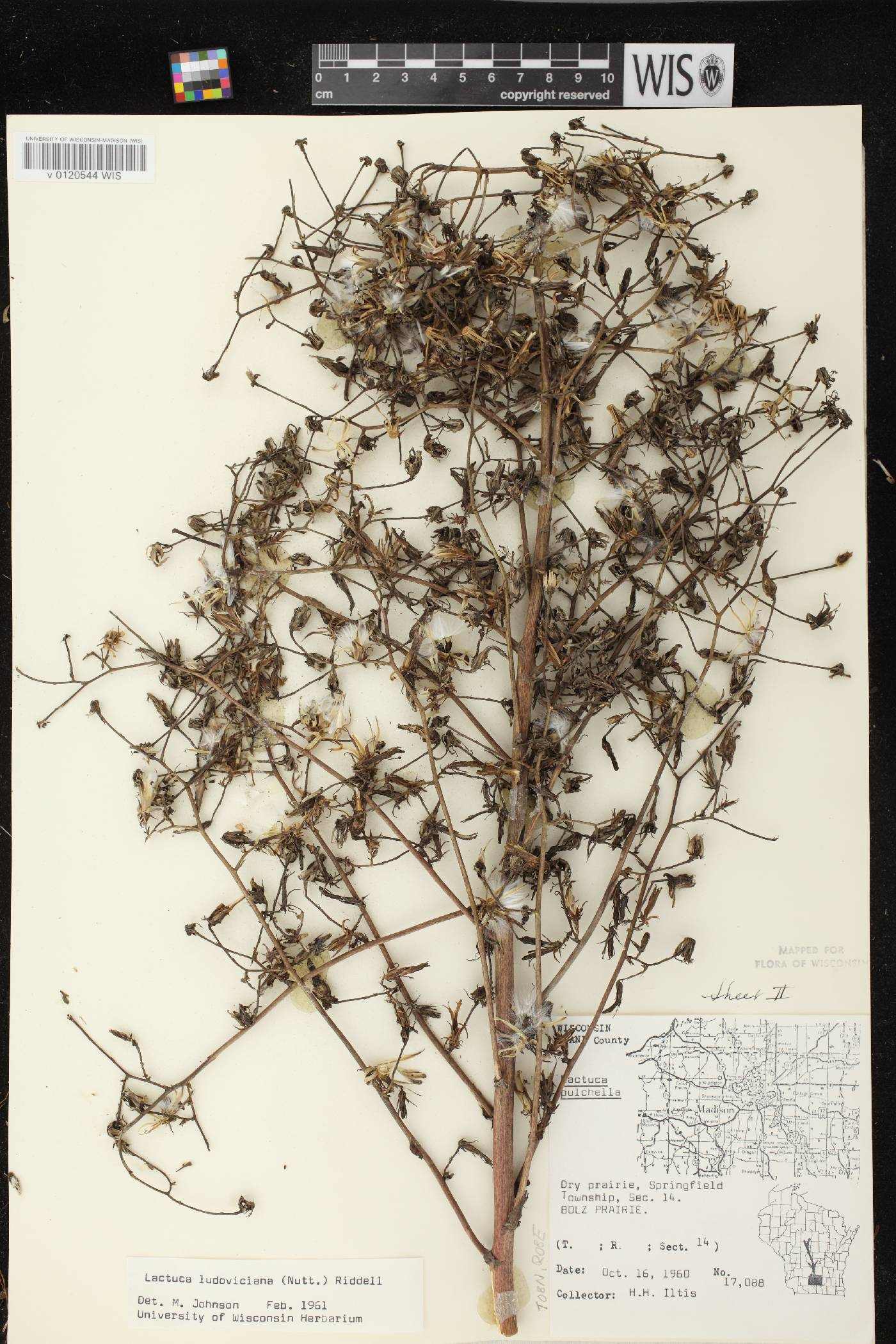 Lactuca ludoviciana image