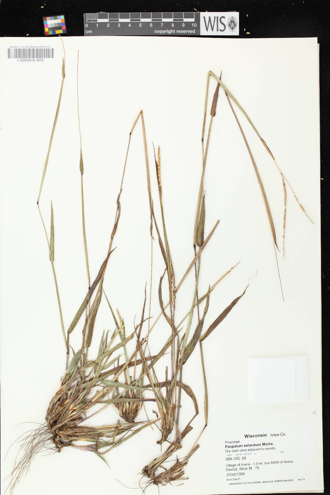 Paspalum setaceum image