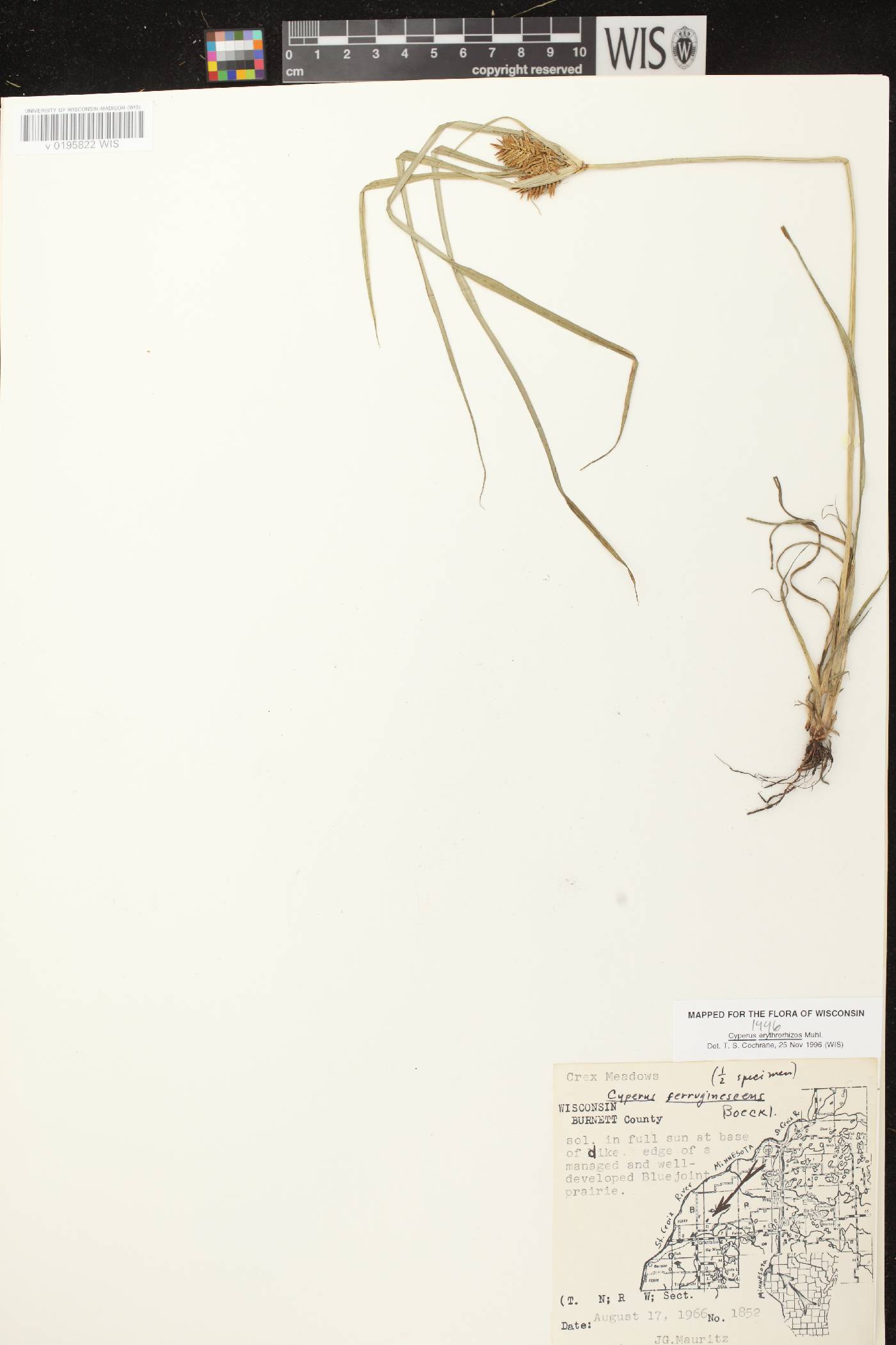 Cyperus erythrorhizos image
