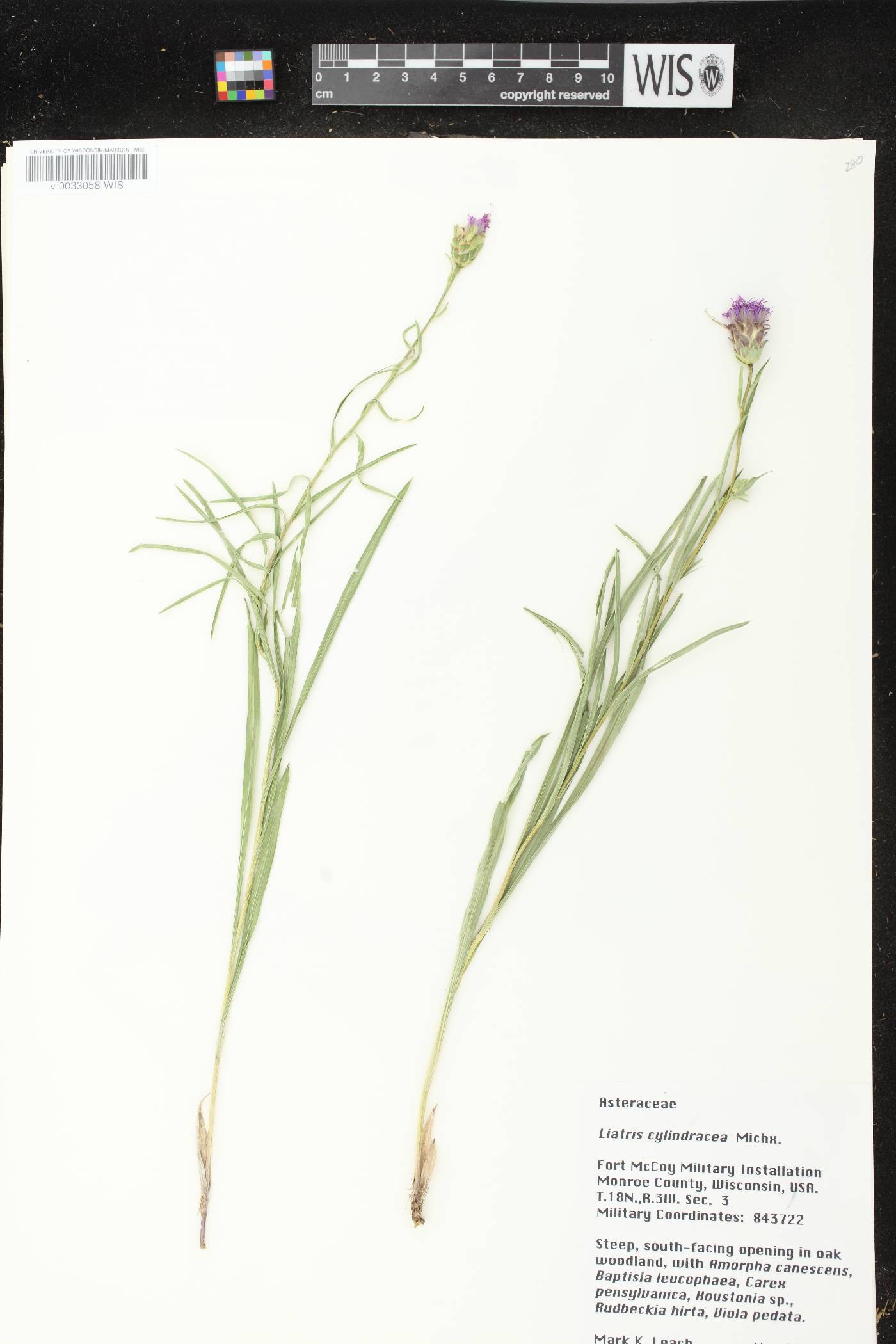 Liatris cylindracea image