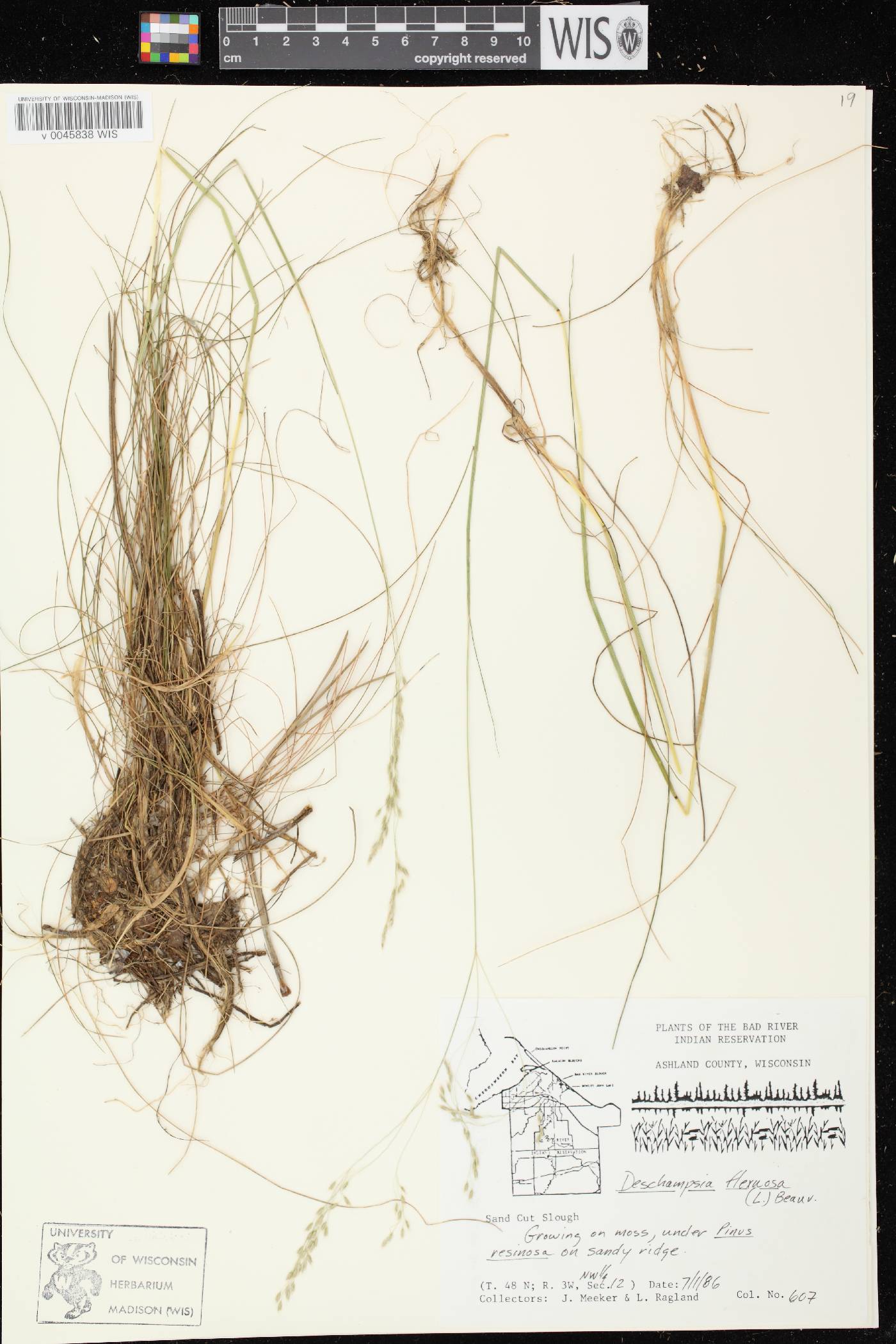 Avenella flexuosa image