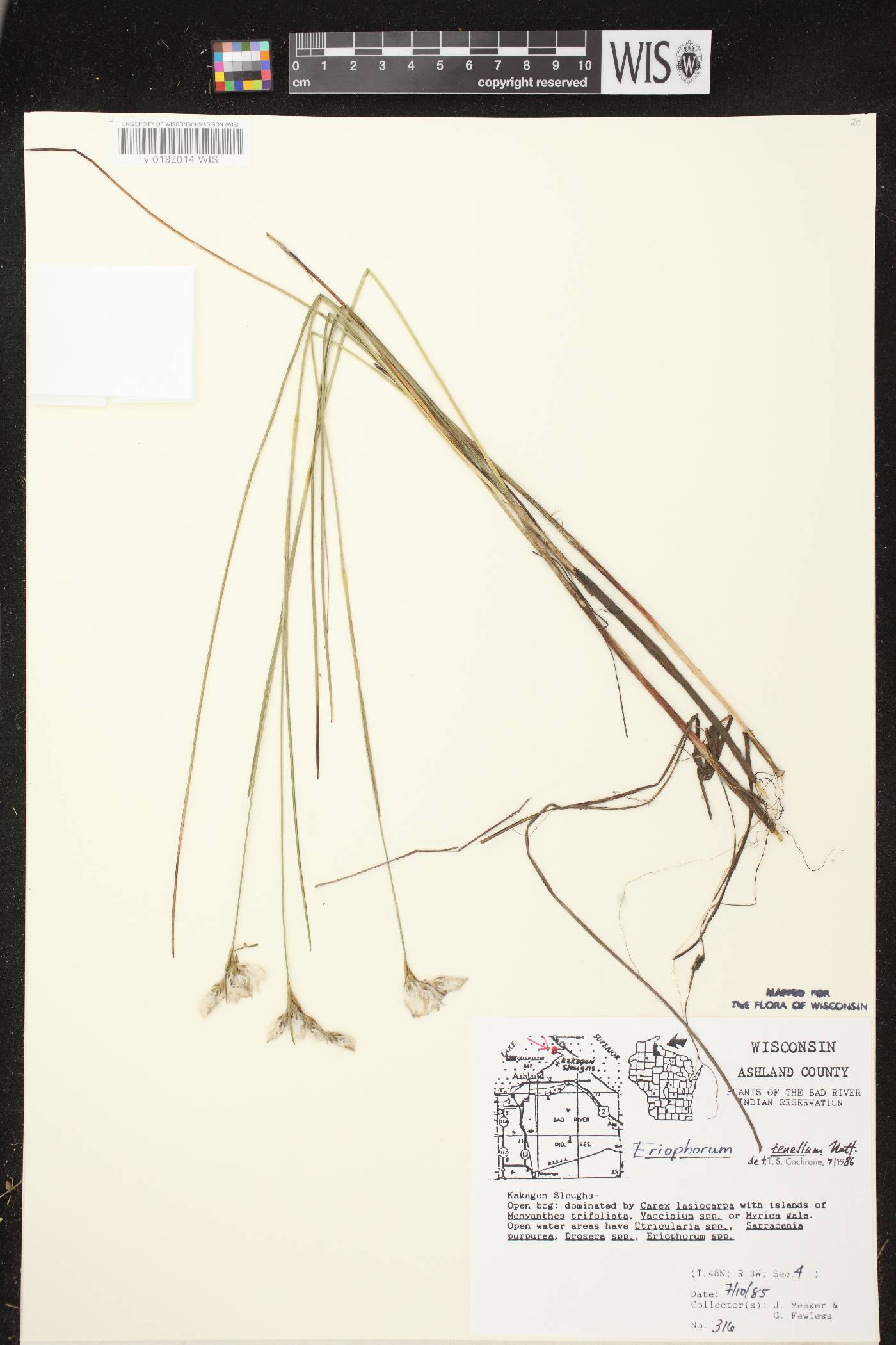 Eriophorum tenellum image
