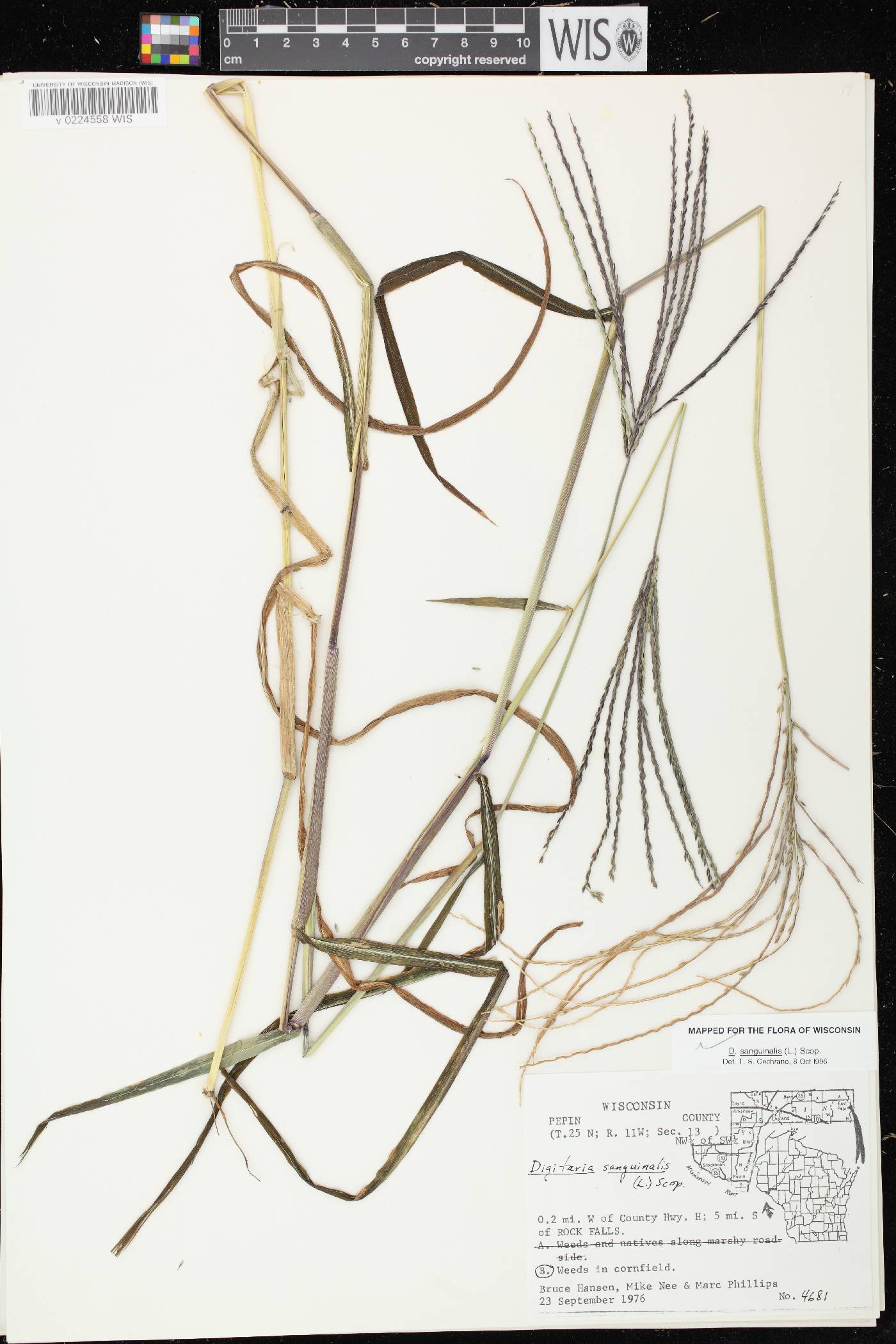 Digitaria sanguinalis image