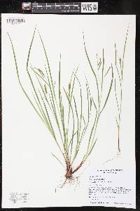 Image of Carex debilis