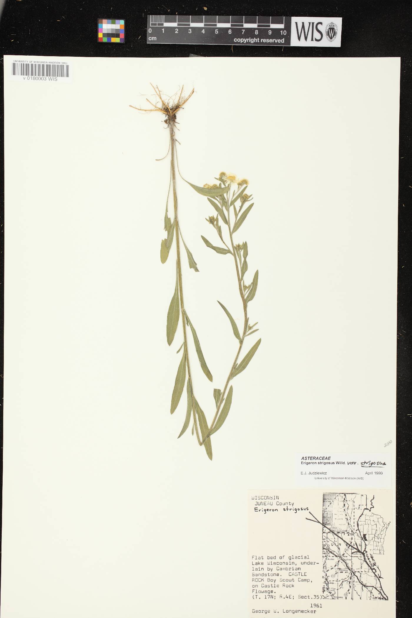 Erigeron strigosus image