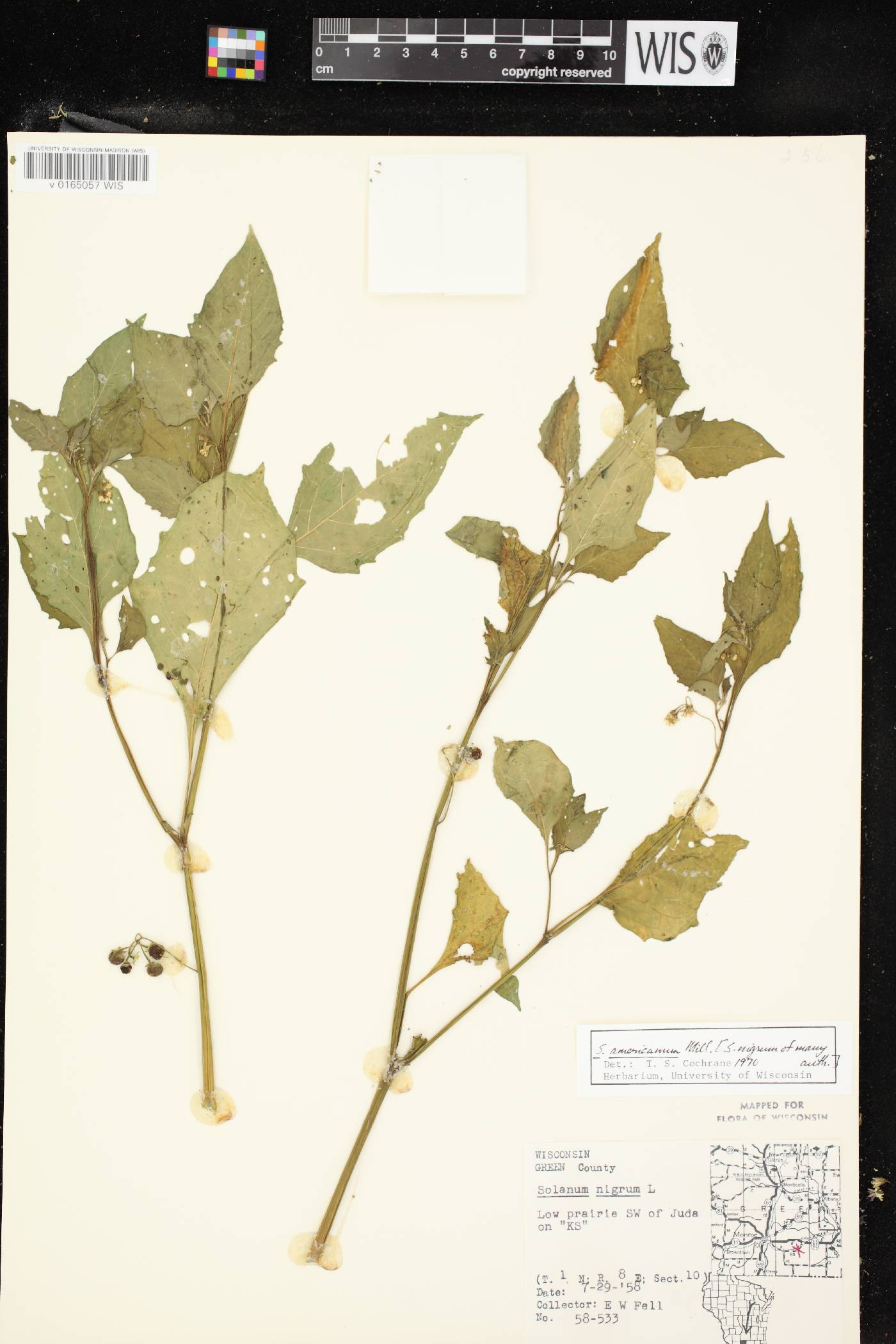 Solanum ptychanthum image