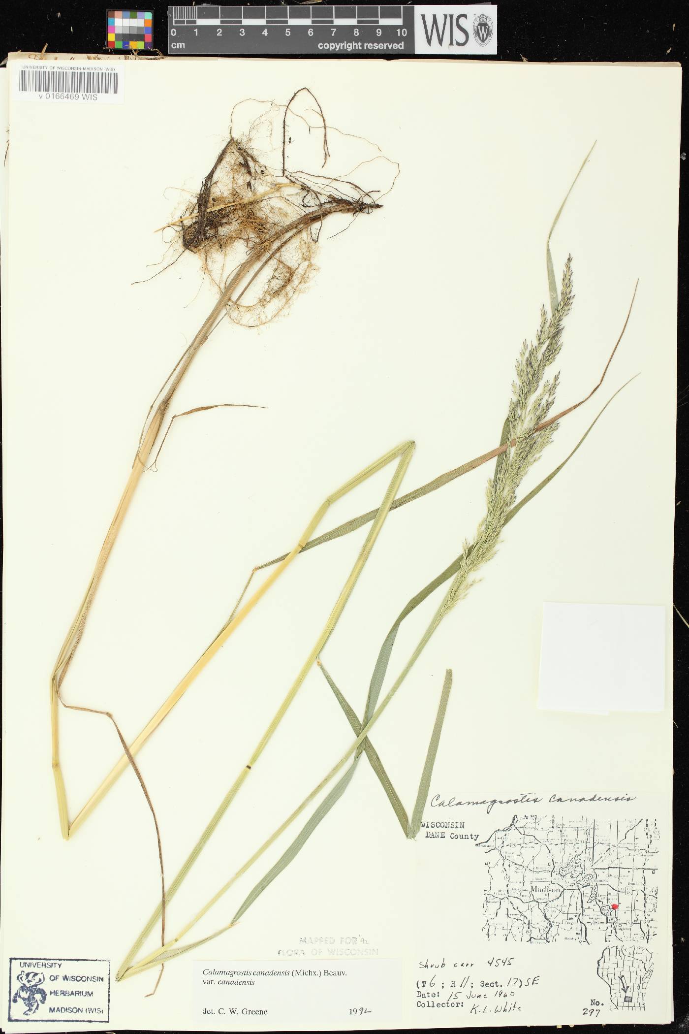 Calamagrostis canadensis var. canadensis image
