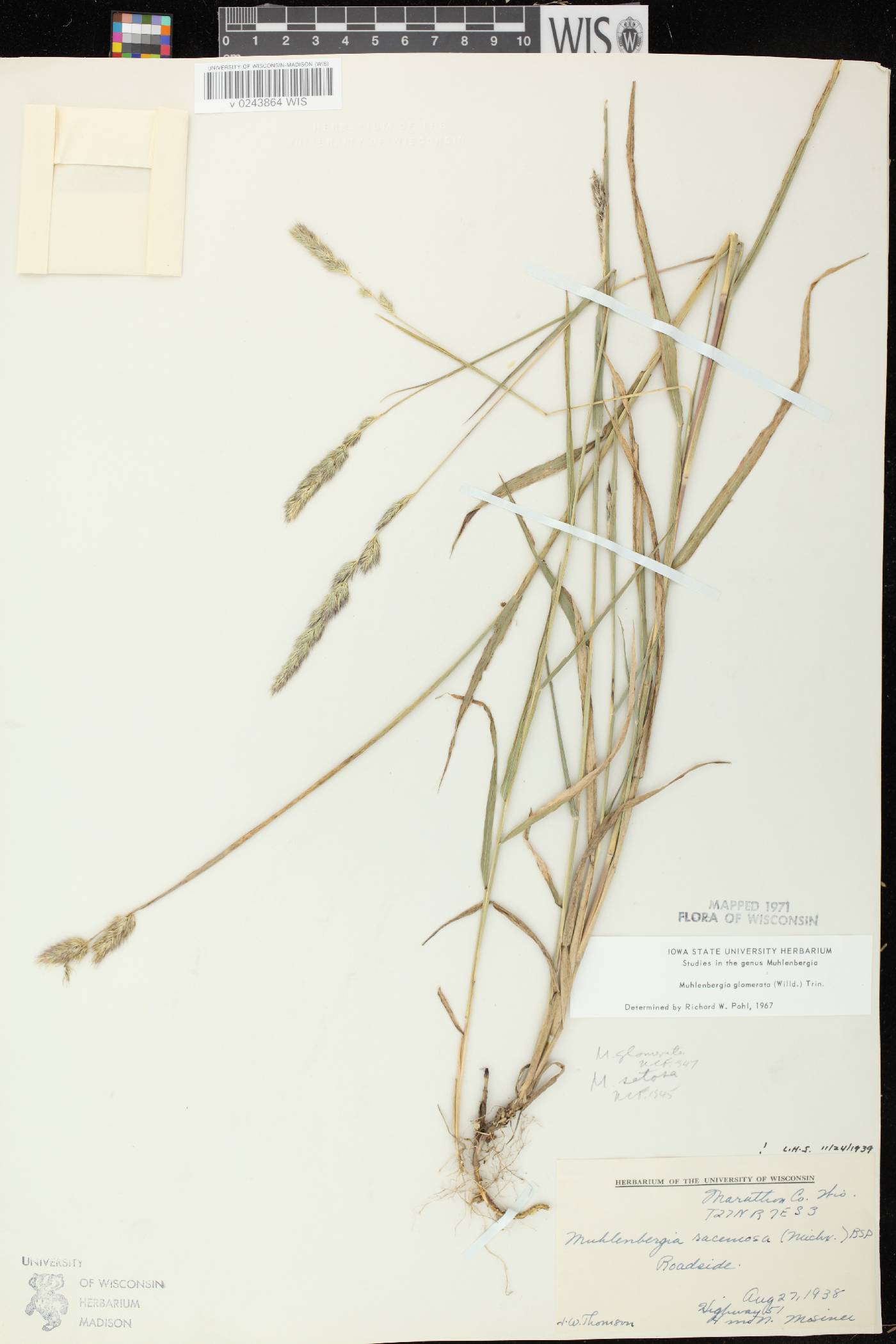 Muhlenbergia glomerata image