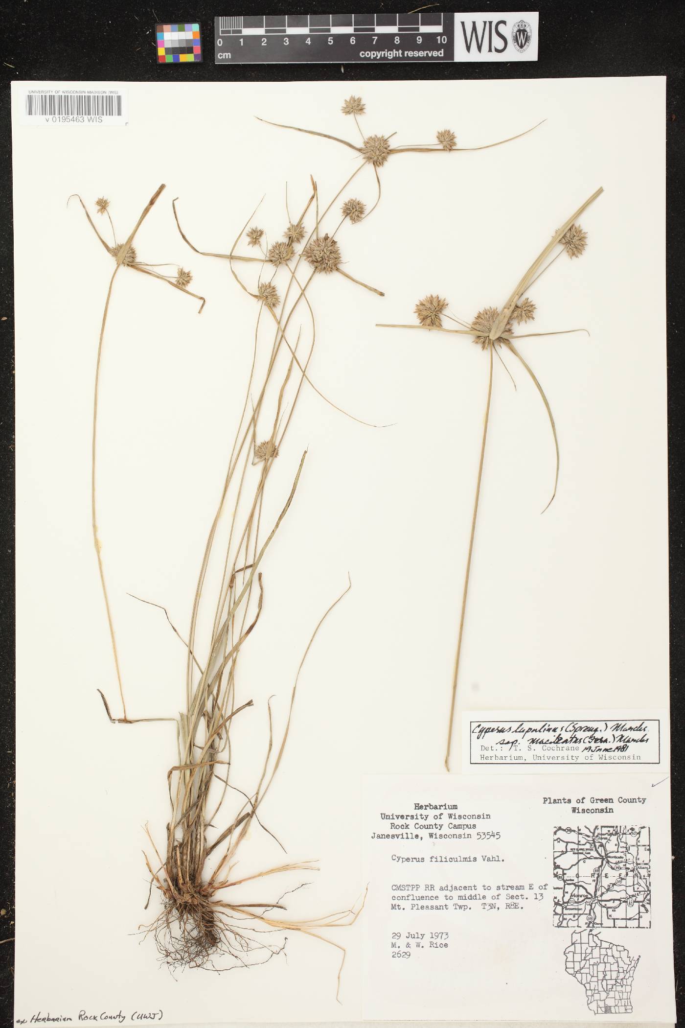 Cyperus lupulinus subsp. macilentus image