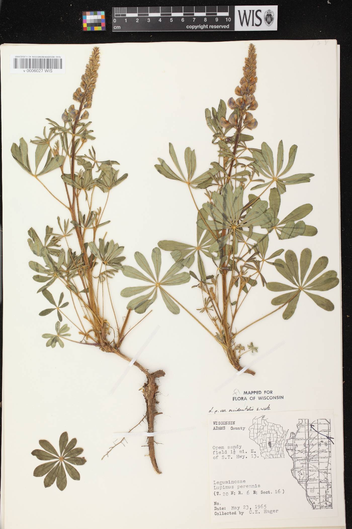 Lupinus perennis var. occidentalis image
