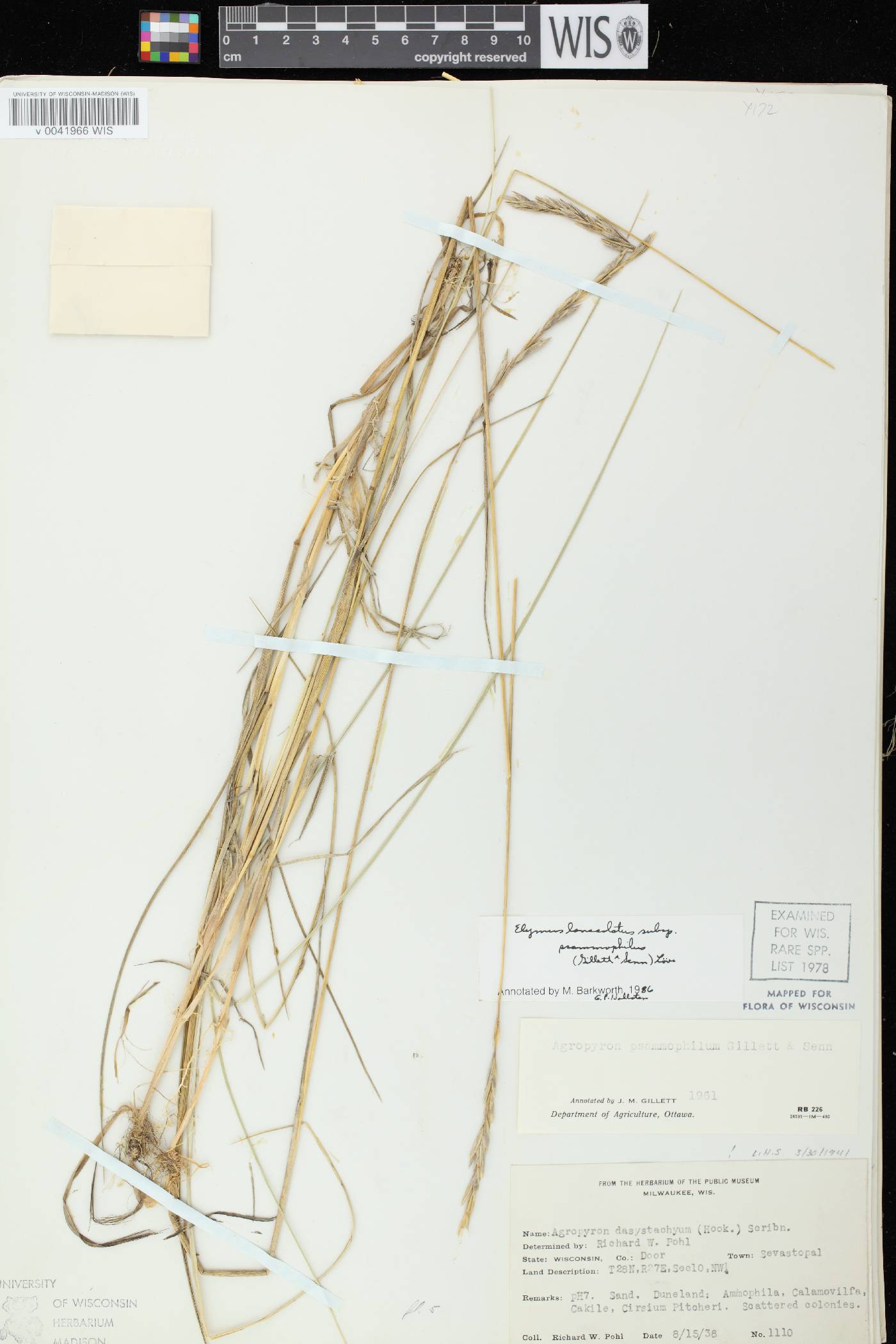 Elymus lanceolatus image