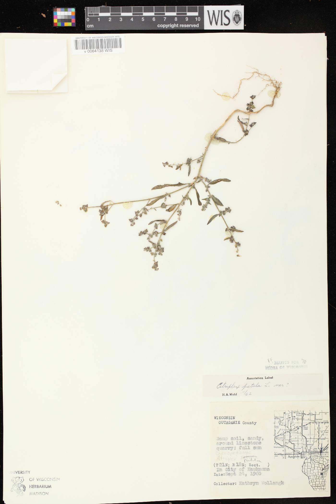 Atriplex patula image