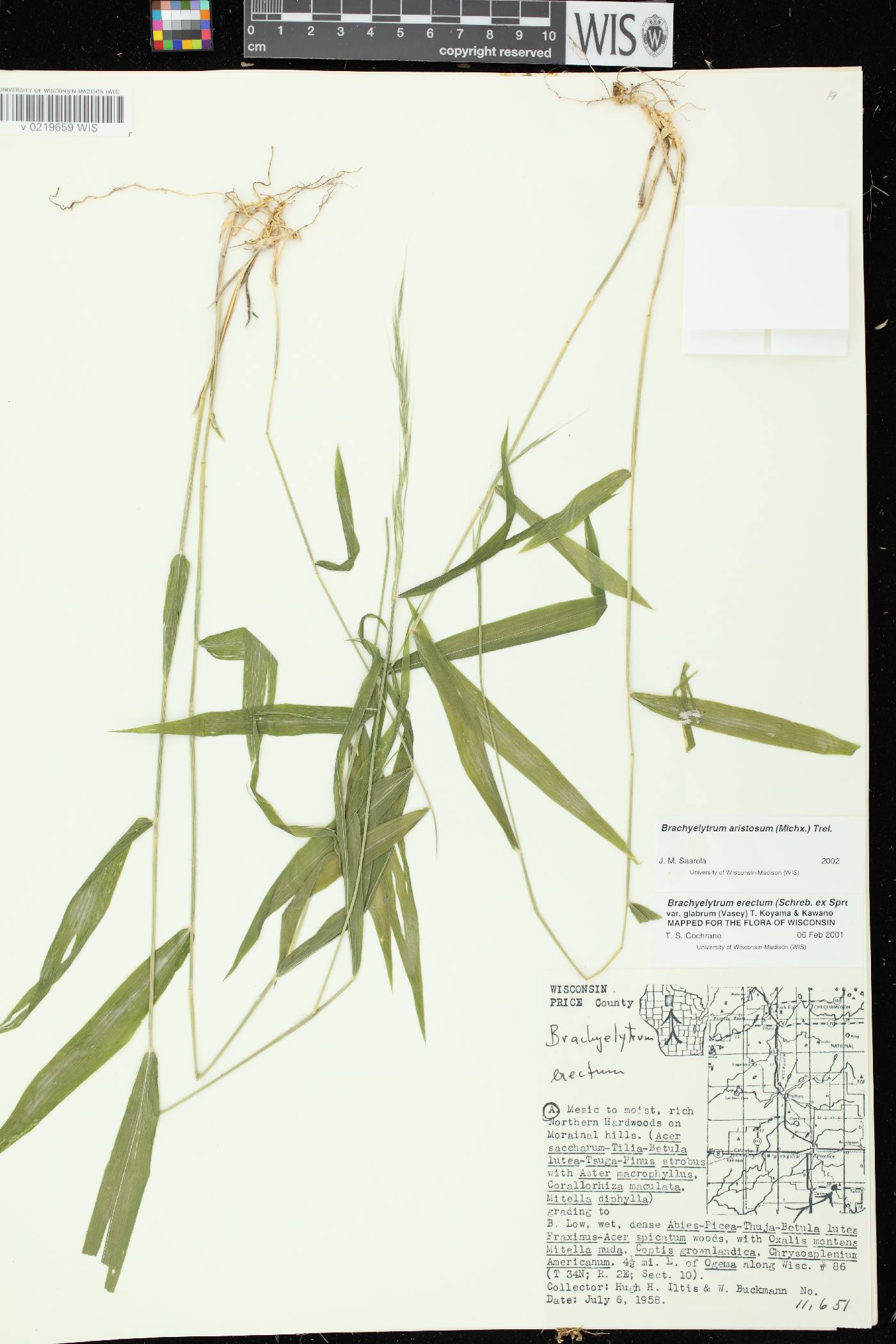 Brachyelytrum aristosum image