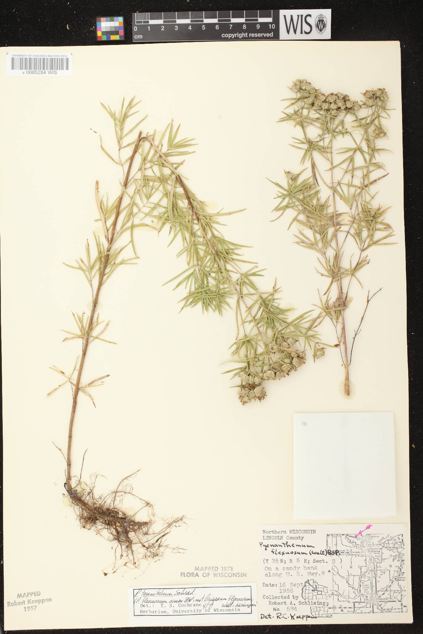 Pycnanthemum tenuifolium image
