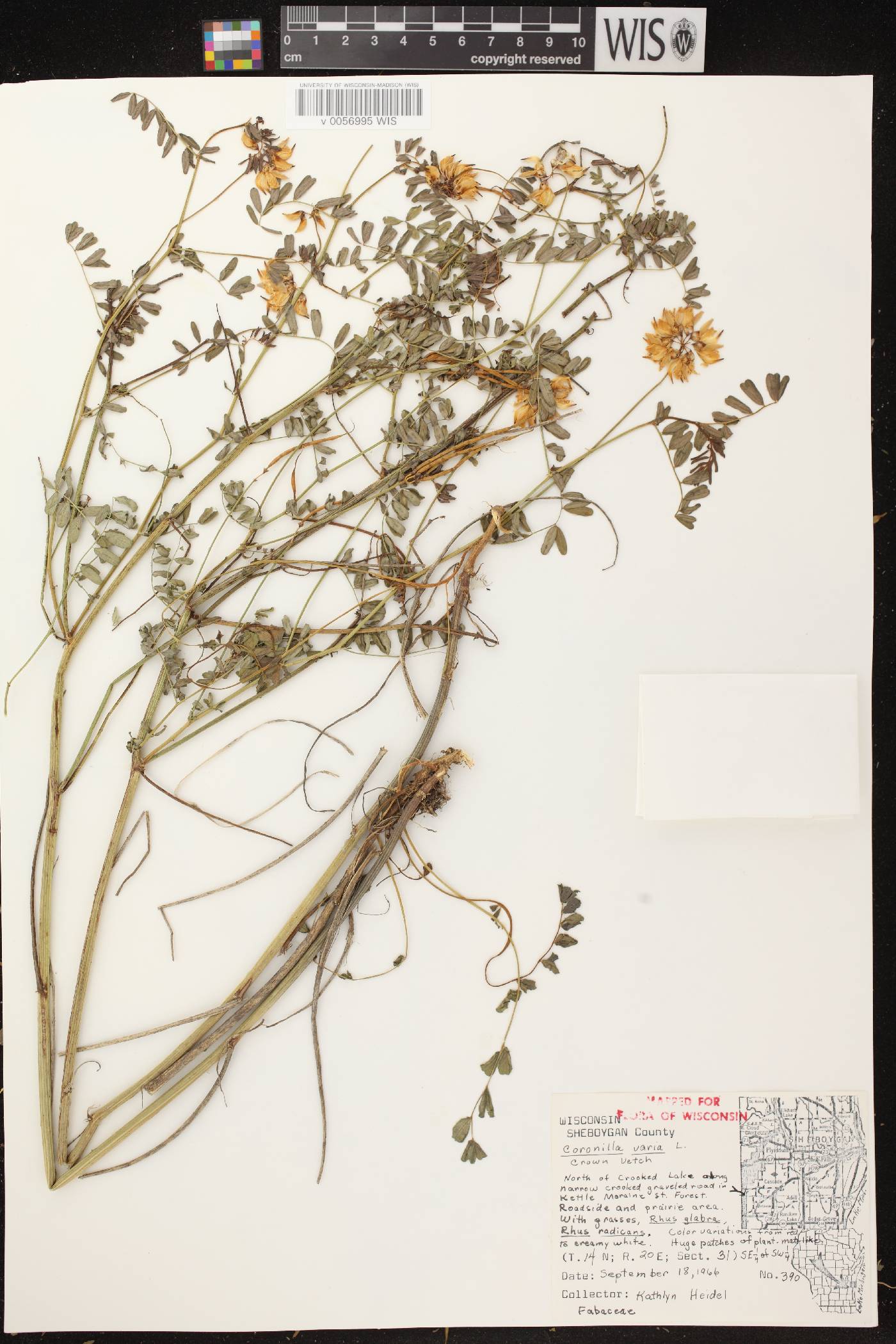 Securigera varia image