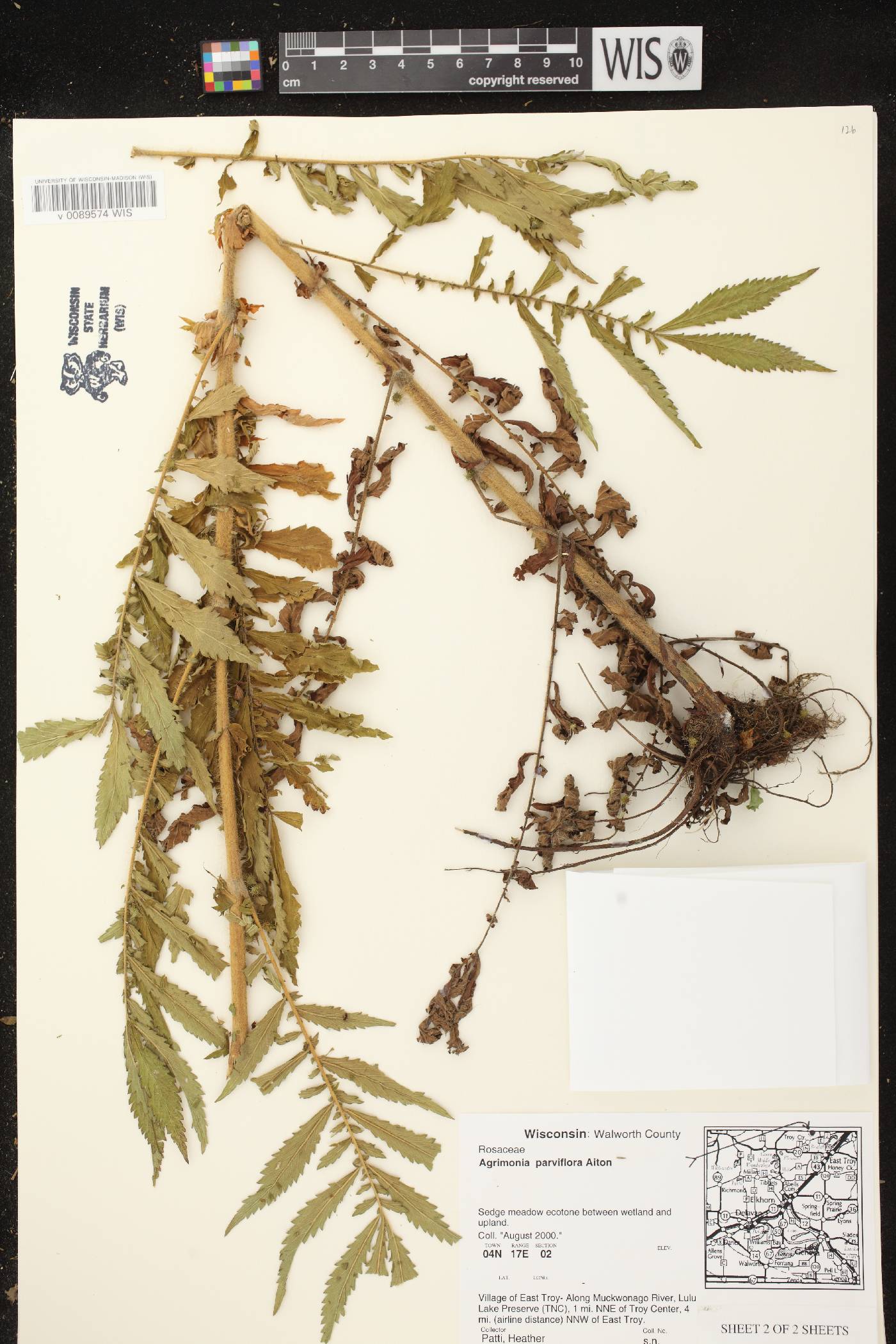 Agrimonia parviflora image