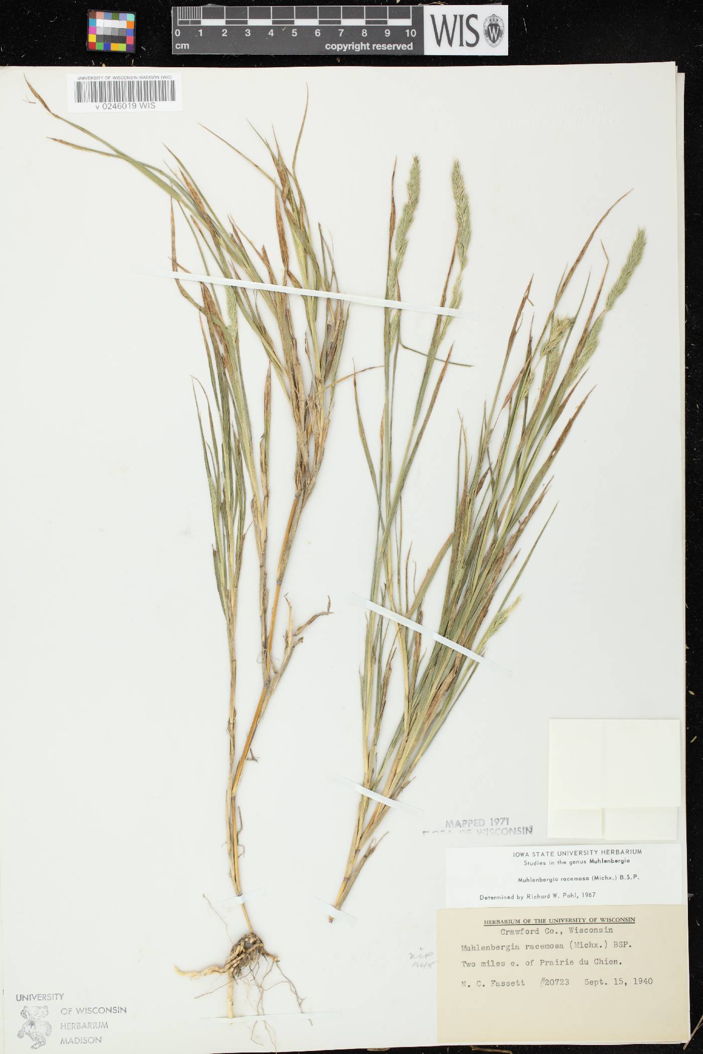 Muhlenbergia racemosa image