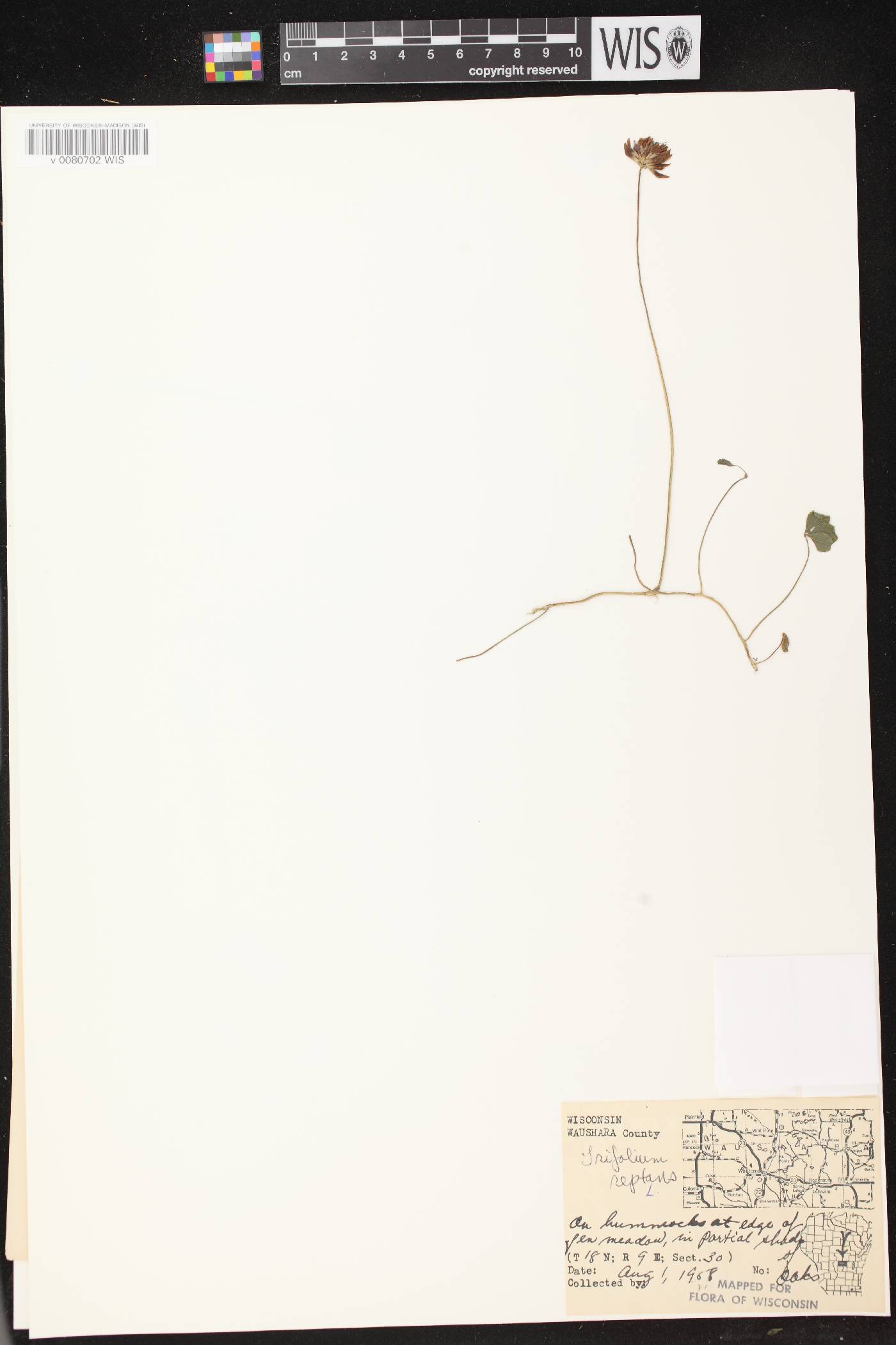Trifolium repens image