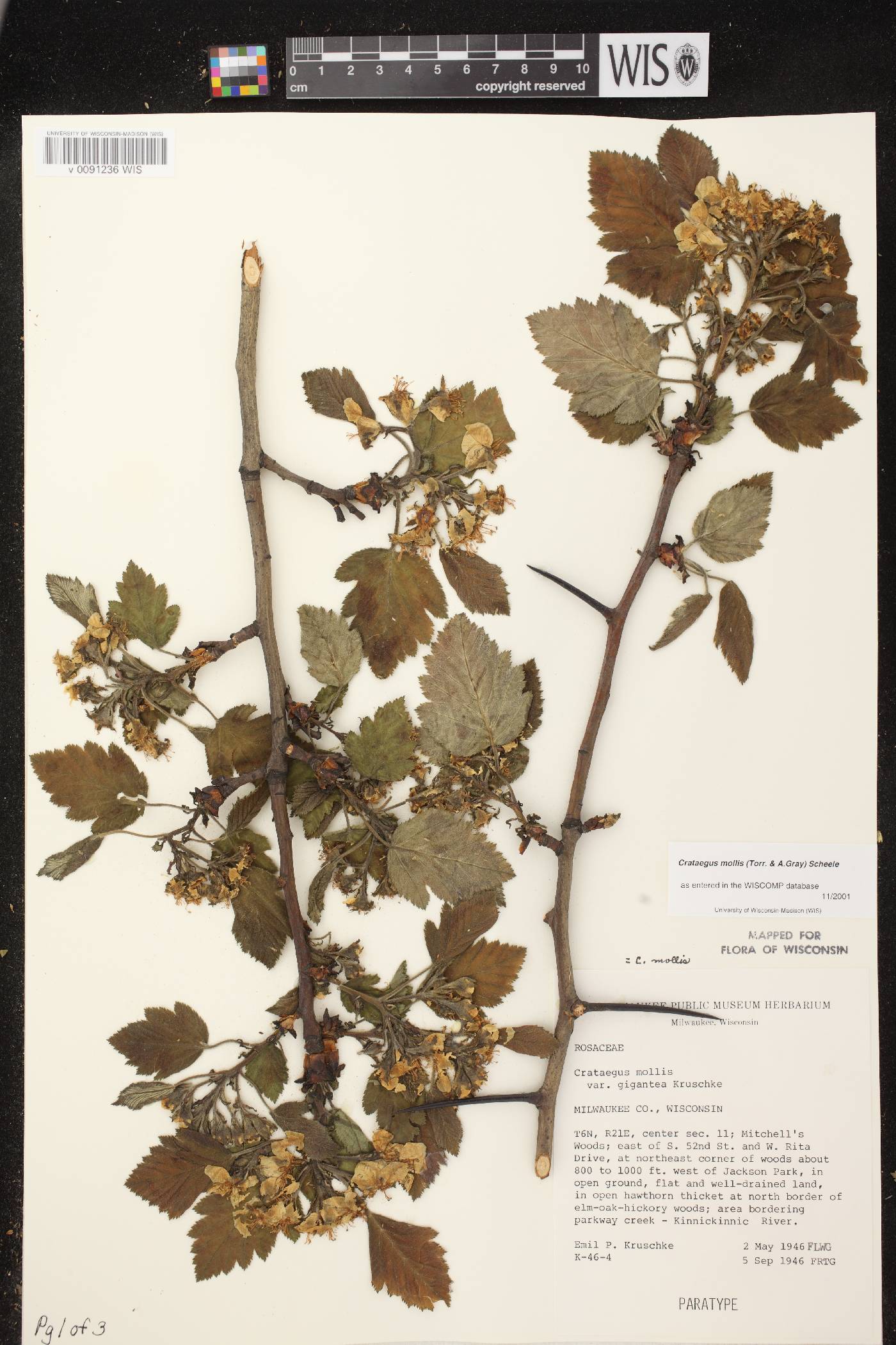 Crataegus mollis image