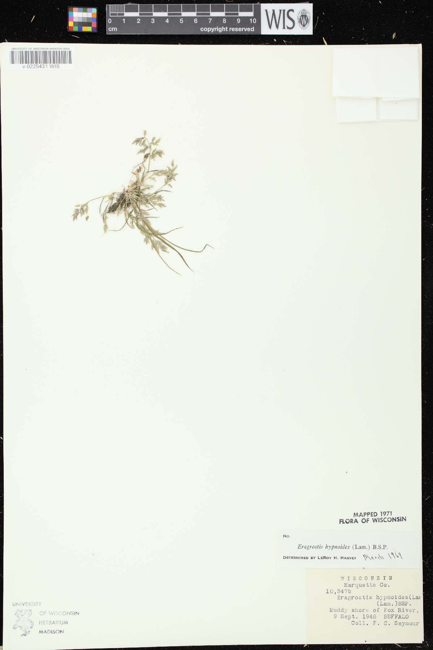 Eragrostis hypnoides image