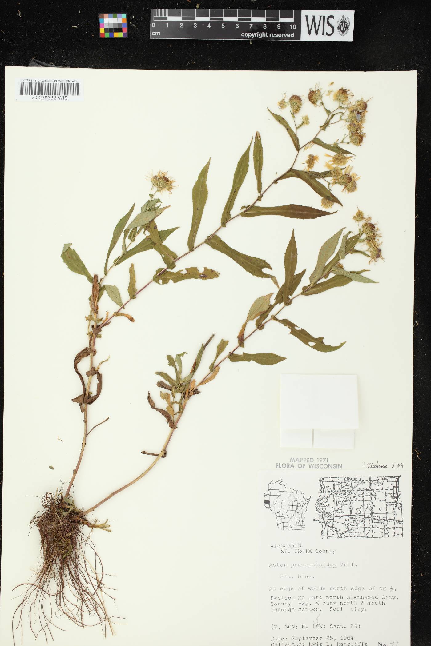 Symphyotrichum prenanthoides image