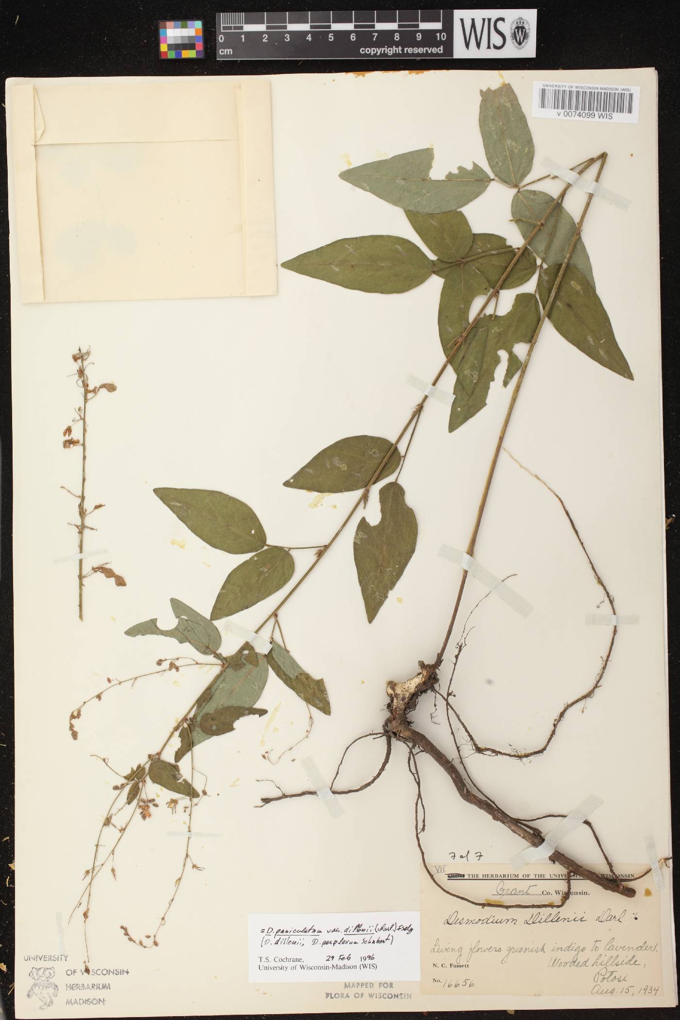 Desmodium perplexum image