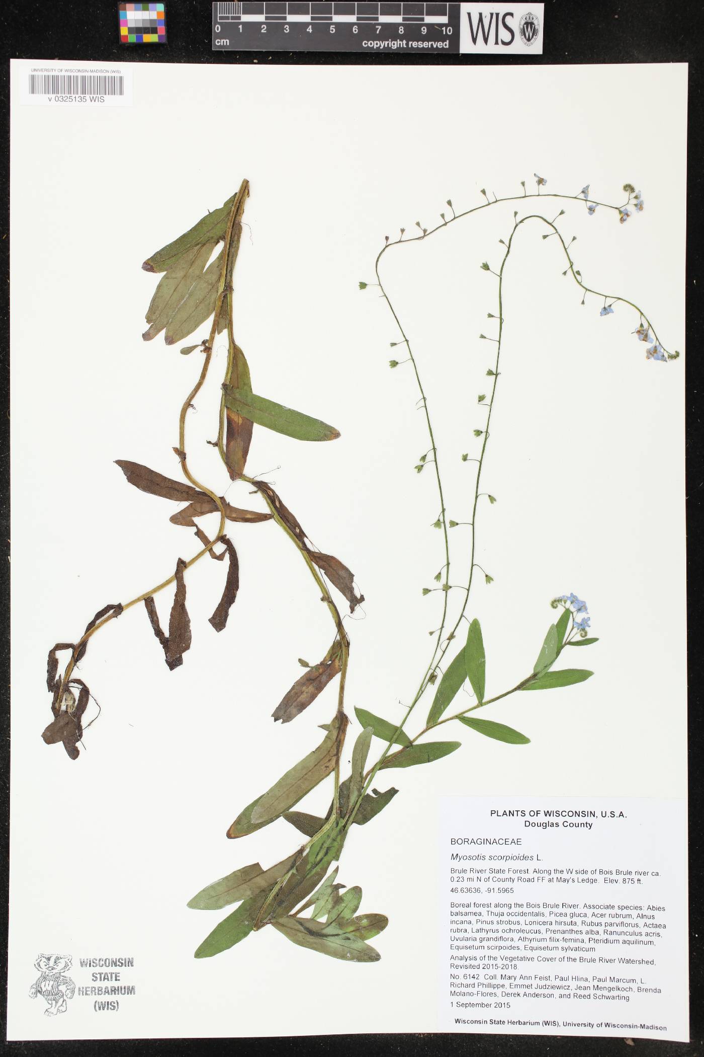 Myosotis scorpioides image