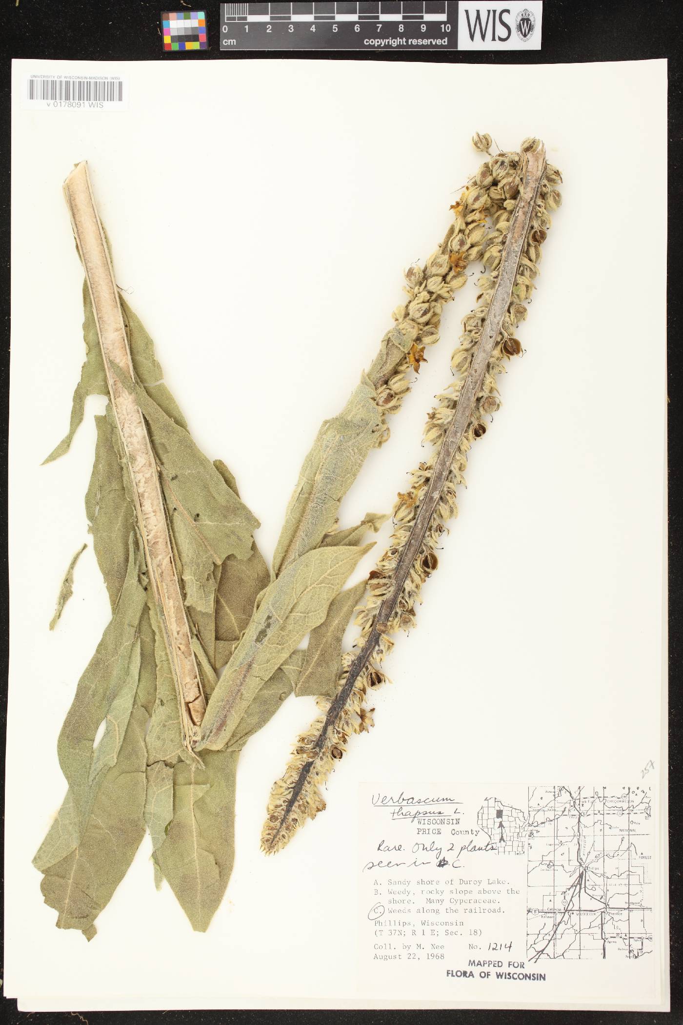 Verbascum thapsus image