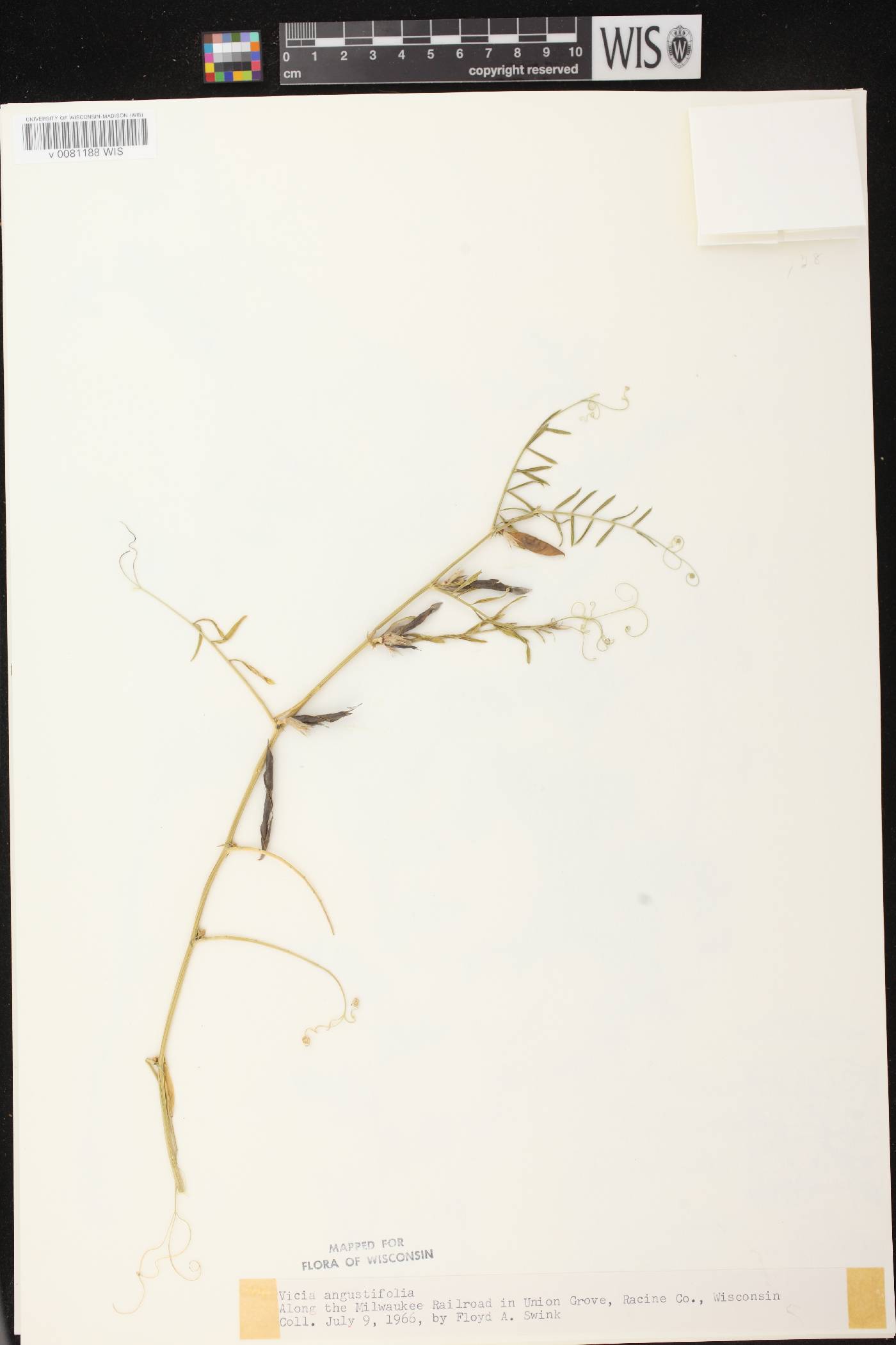 Vicia sativa subsp. nigra image