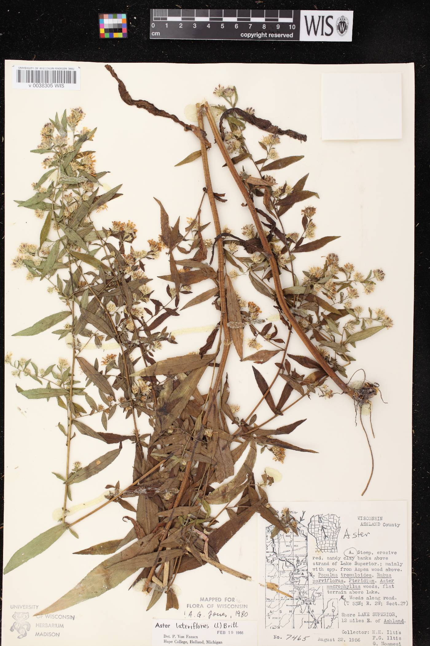 Symphyotrichum lateriflorum image
