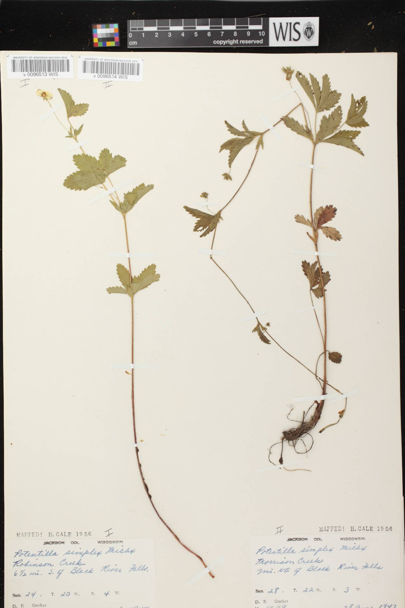 Potentilla simplex image
