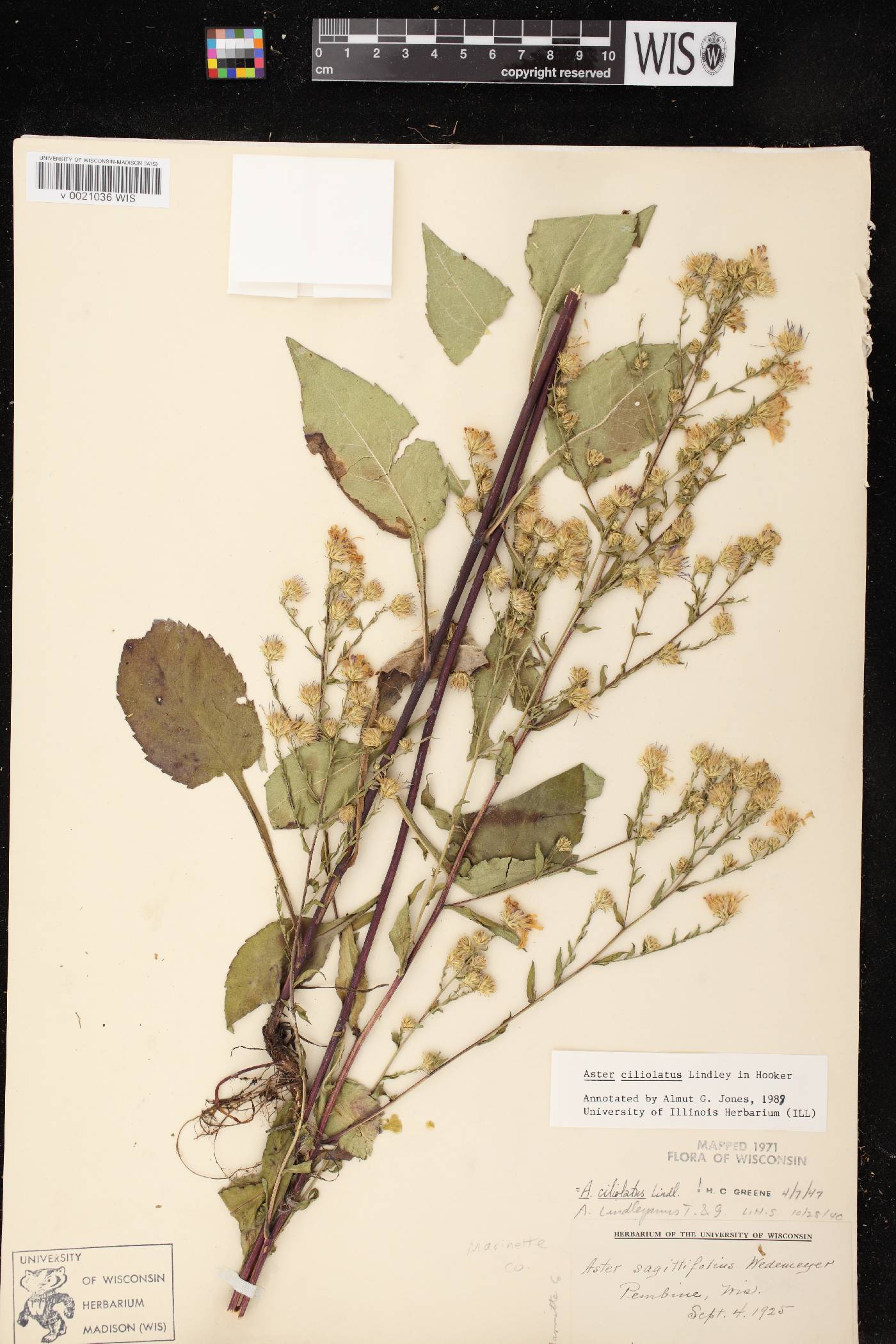 Symphyotrichum ciliolatum image