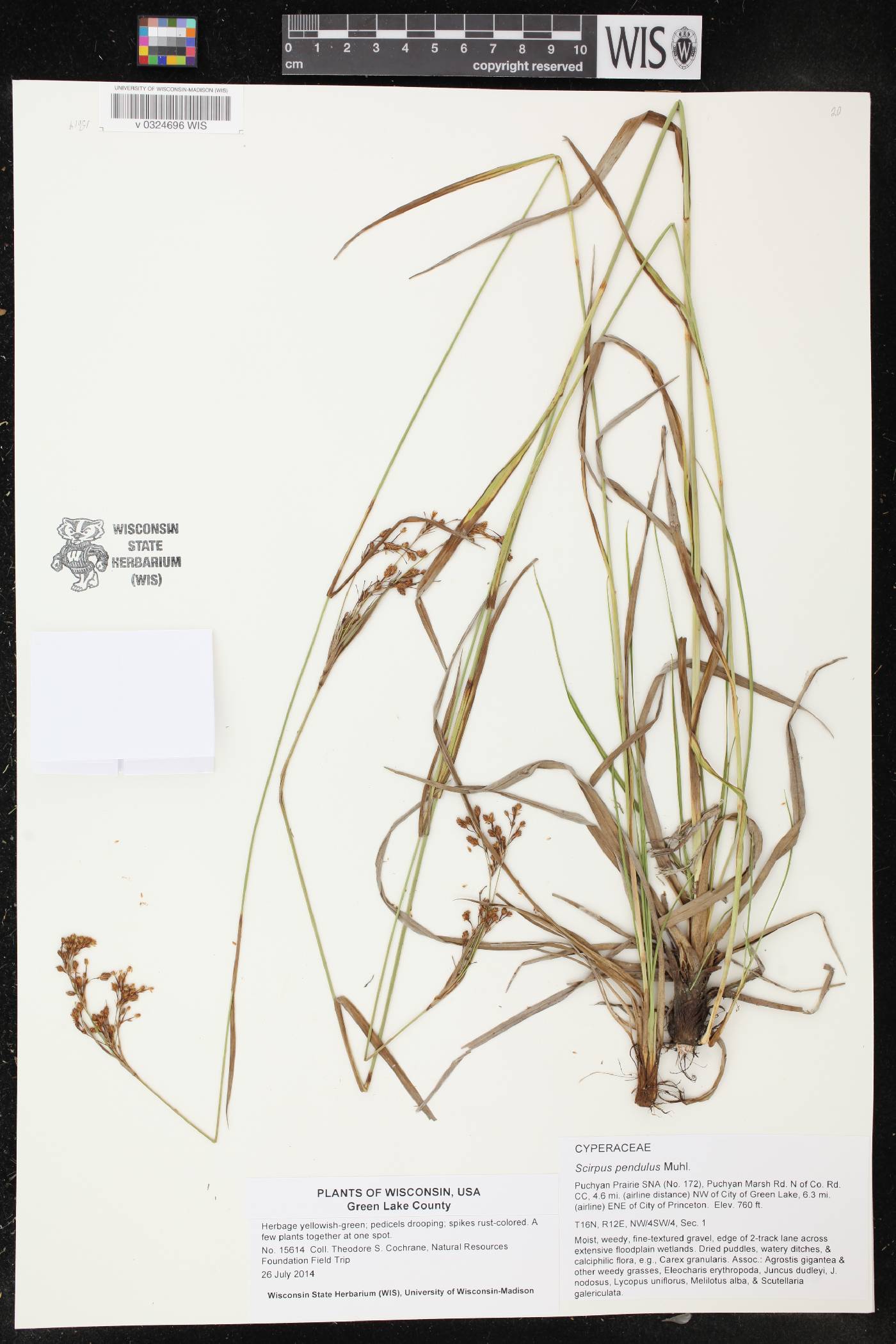 Scirpus pendulus image