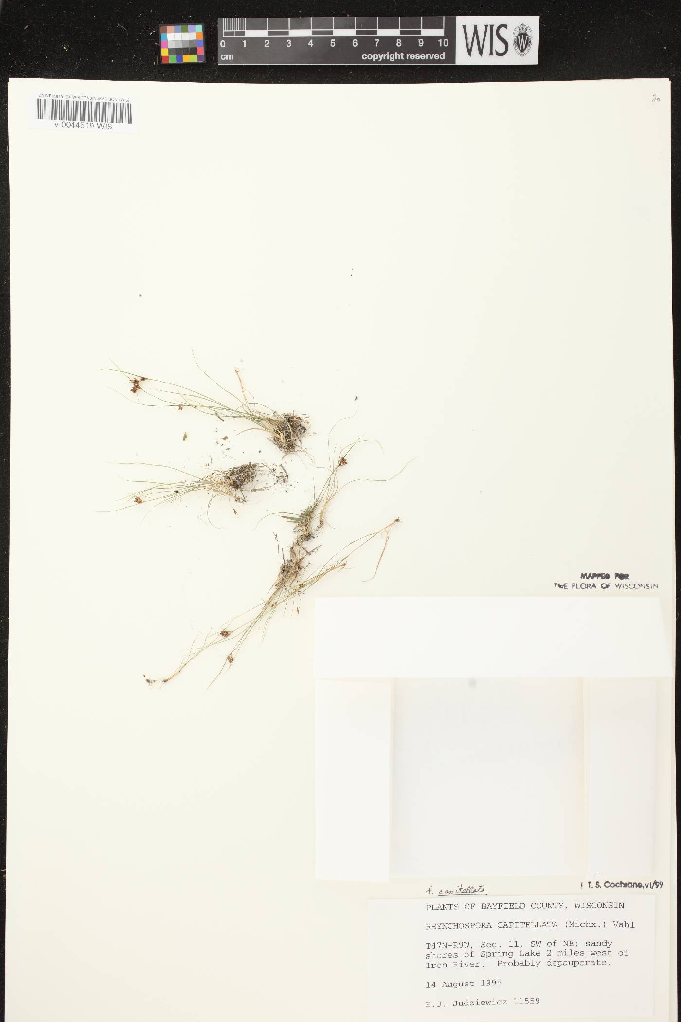 Rhynchospora capitellata image