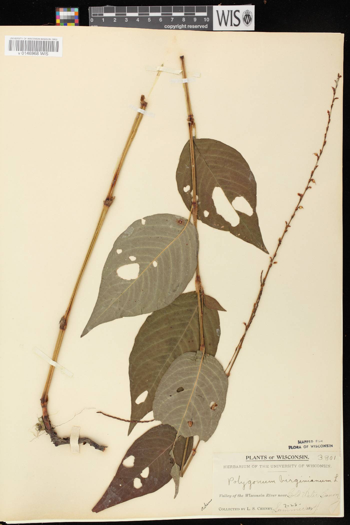 Persicaria virginiana image