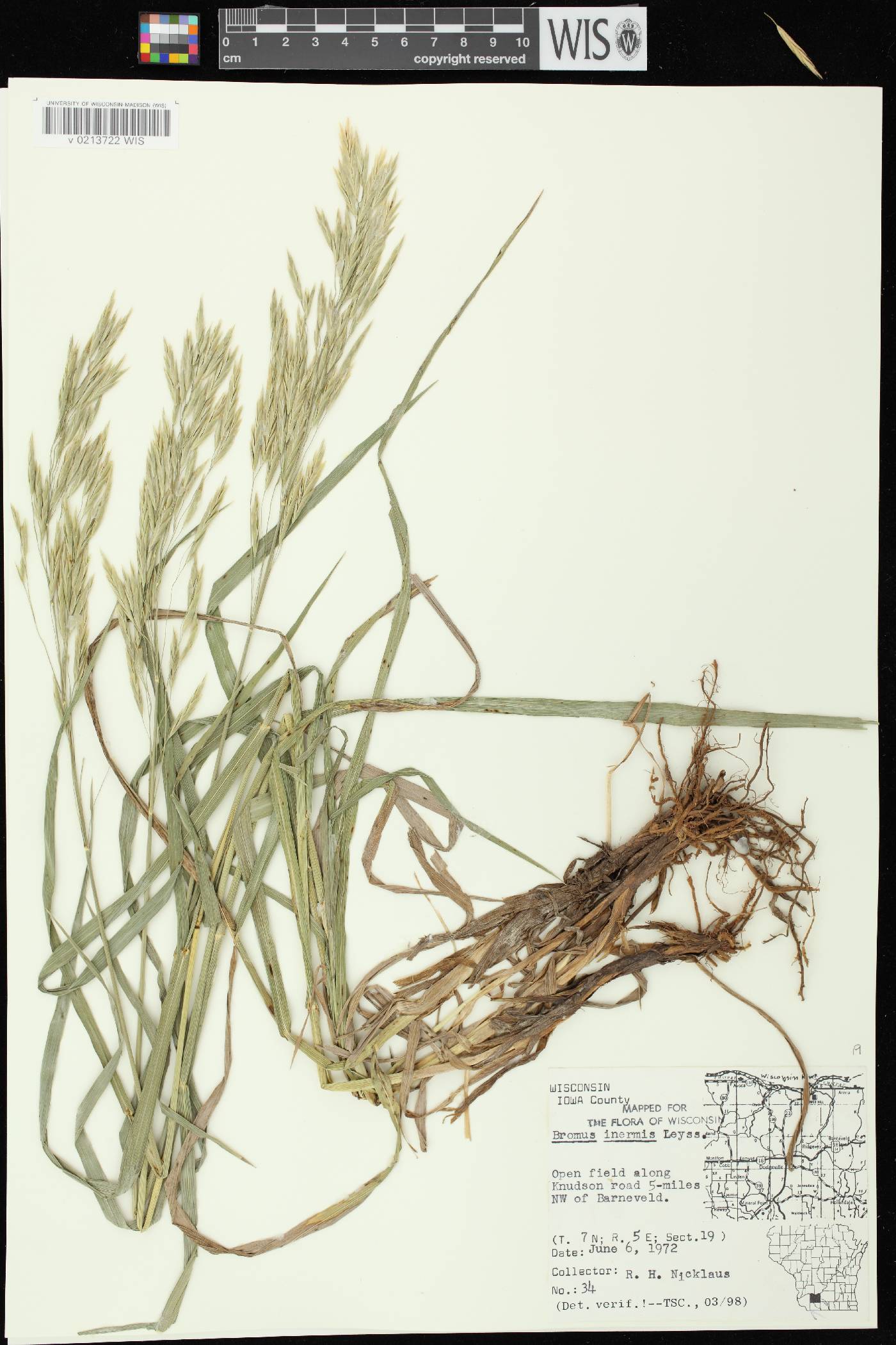 Bromus inermis image