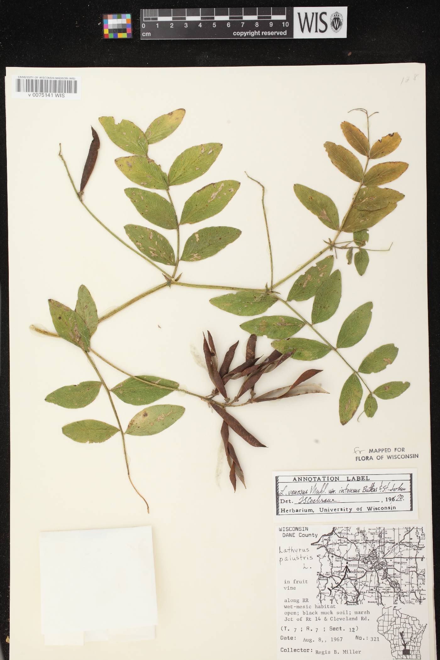 Lathyrus venosus image