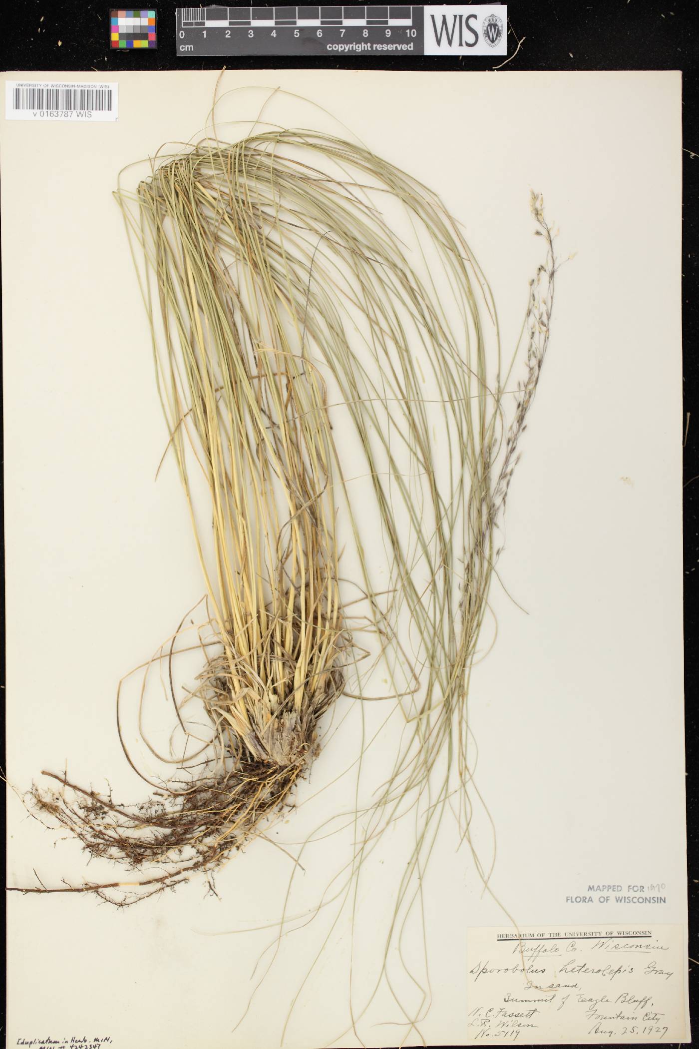 Sporobolus heterolepis image