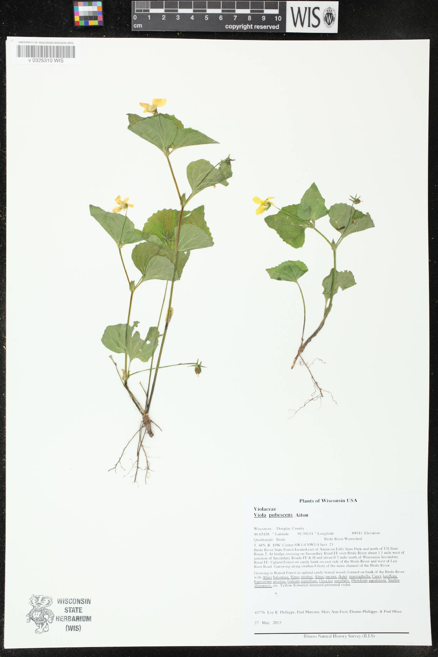 Viola pubescens image
