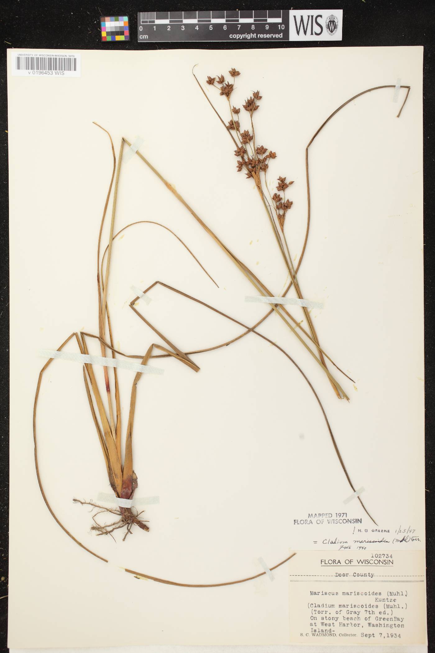 Cladium mariscoides image